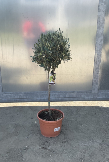 Olivovník (cca 80-90 cm)
