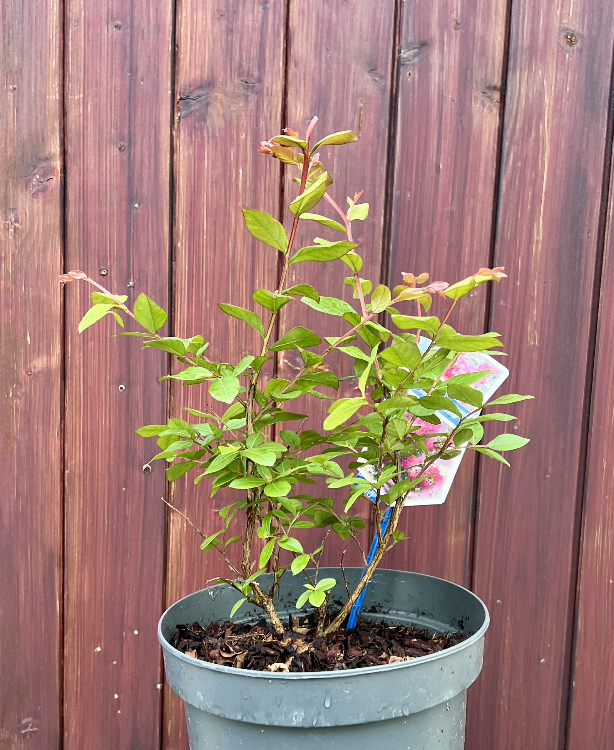 Lagerstromia(bílá), cca 30-40 cm