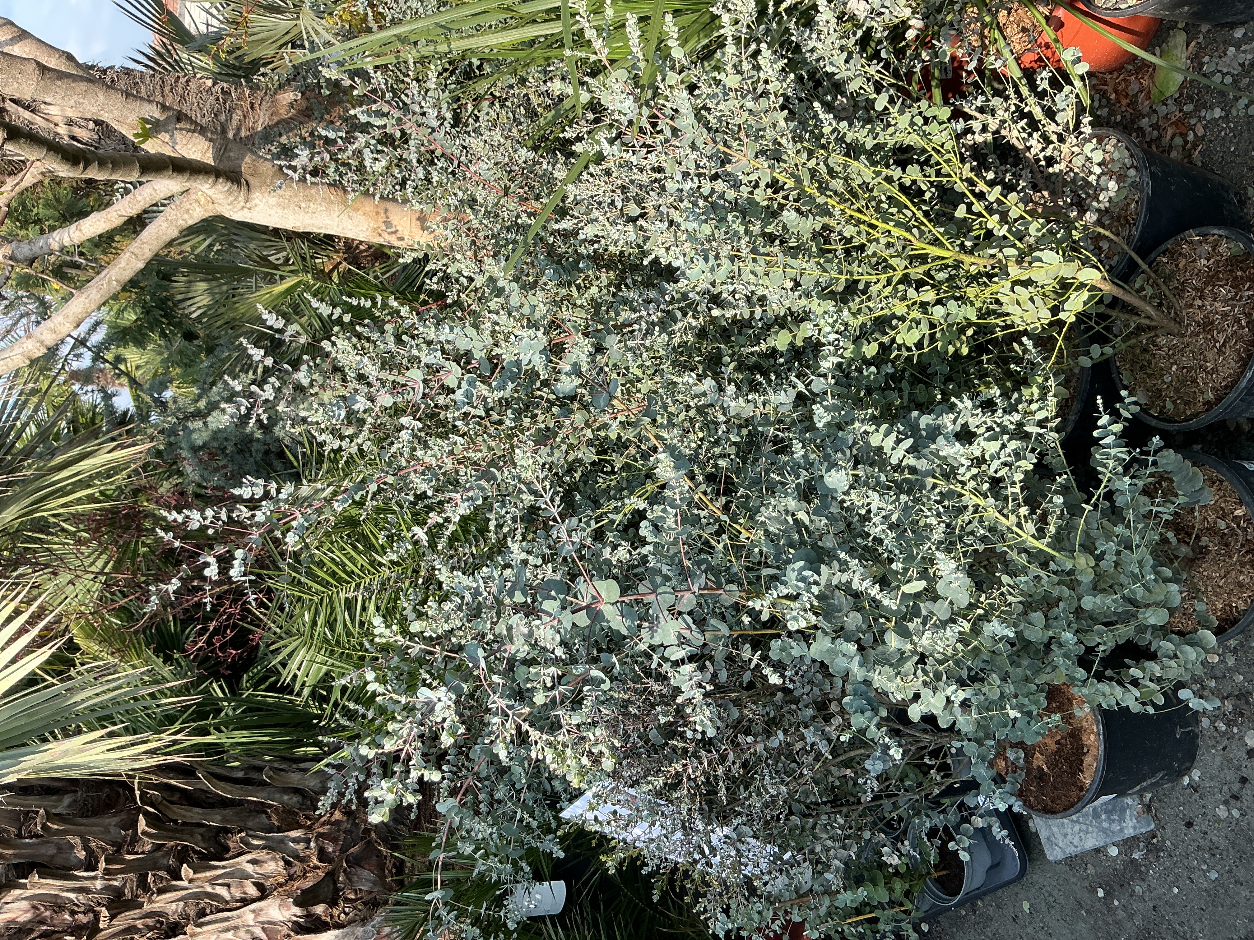 Eucalyptus puncella, cca 70 cm