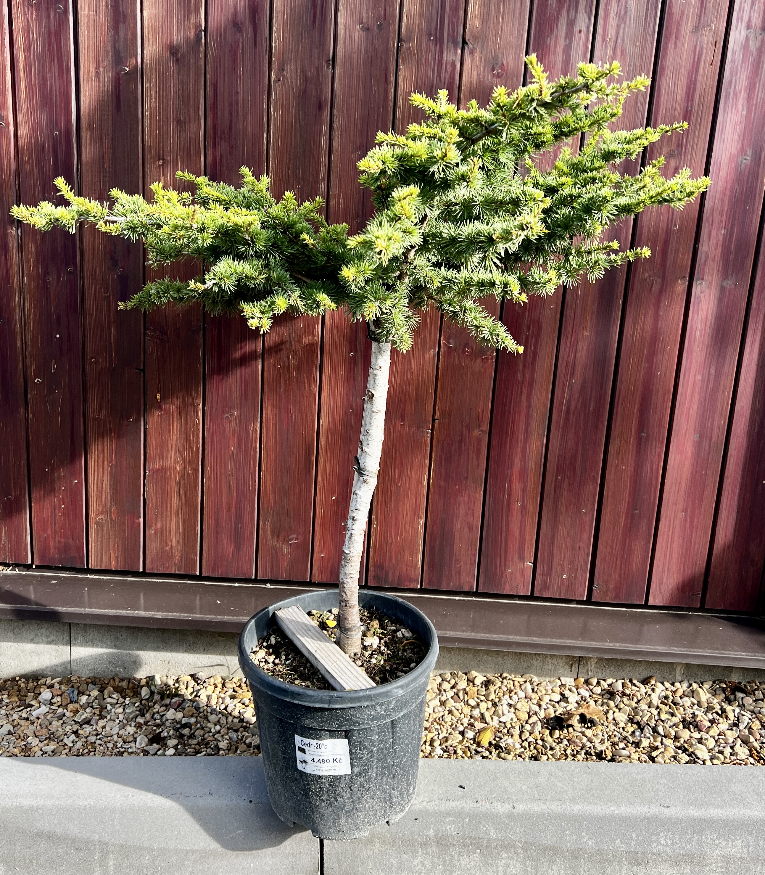 Cedr, cca 85 cm (2)