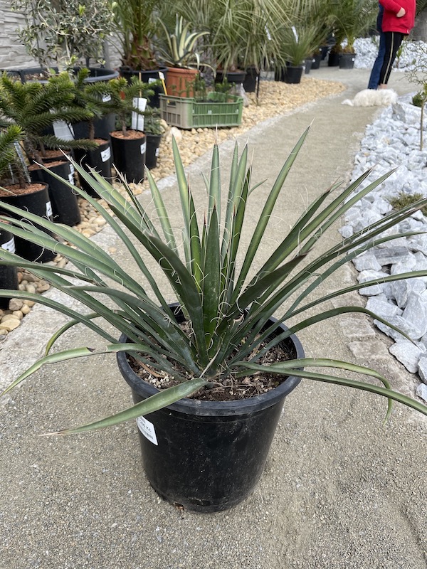 Yucca filifera, cca 30 cm