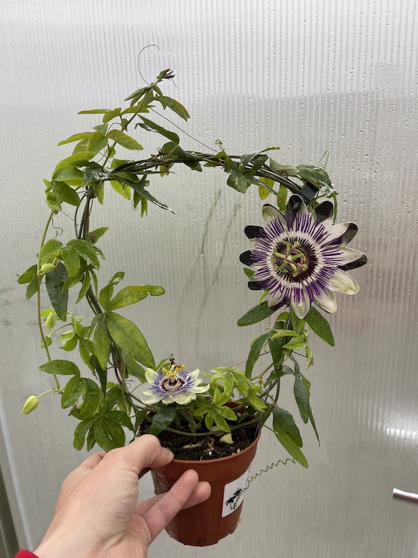 Mučenka - passiflora caerulea 30cm