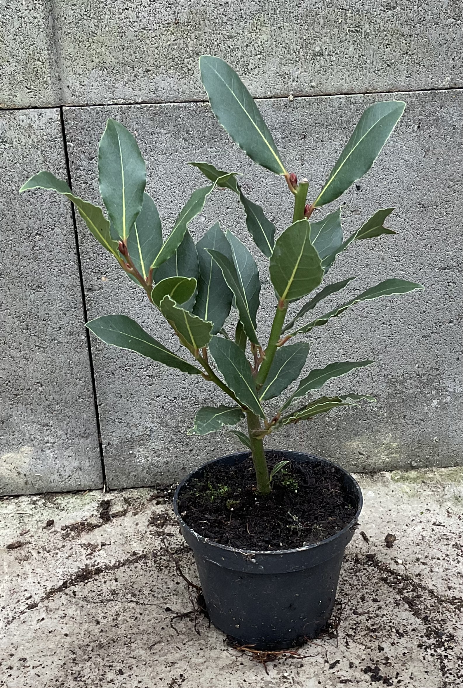 Vavřín (bobkový list) cca 15 cm