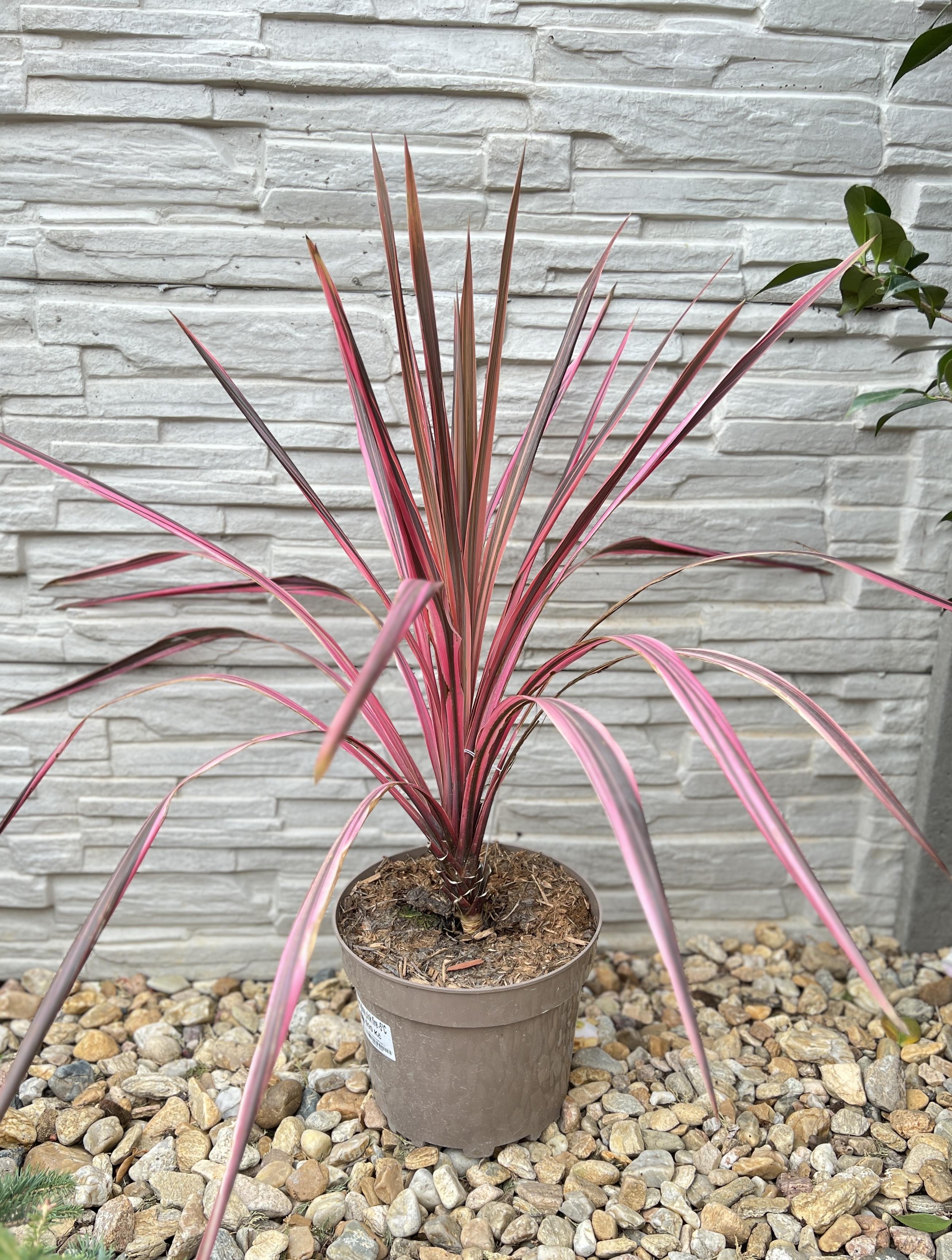 Cordyline - pink,  50-60 cm