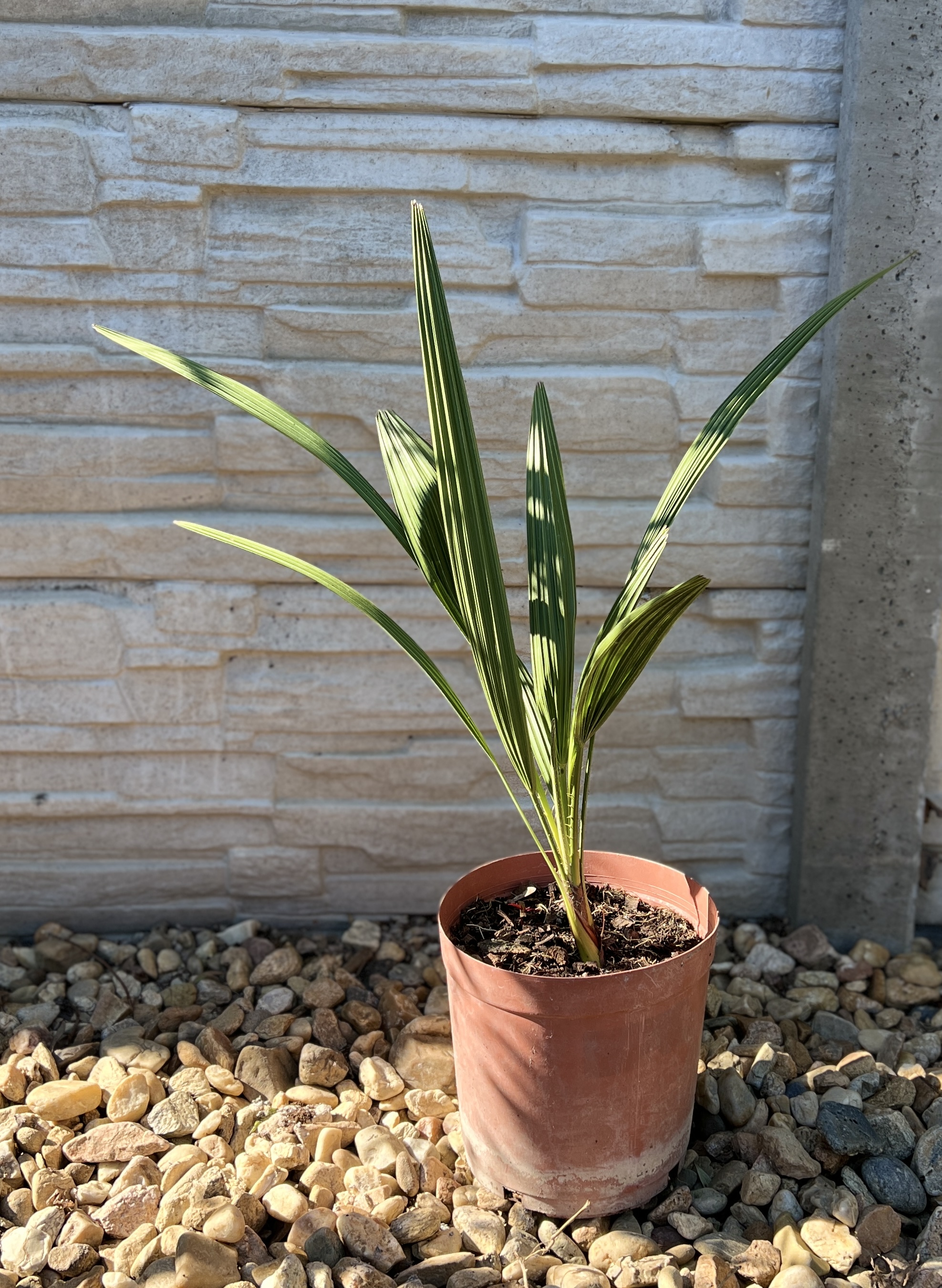 Chamaerops humilis,  cca 40-50 cm