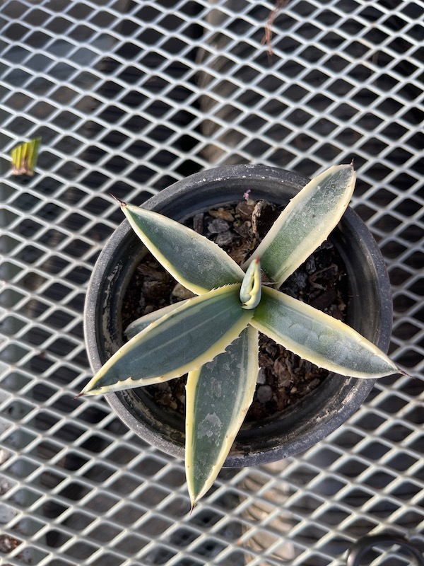 Agave bicolor