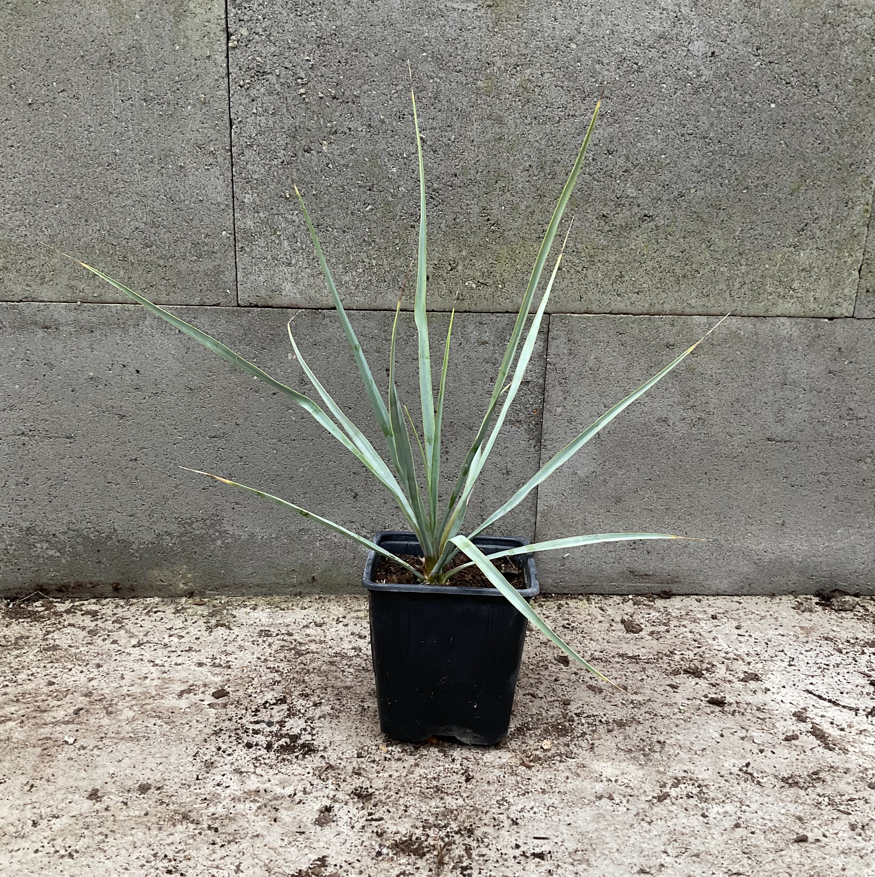 Yucca rigida cca 25 cm 