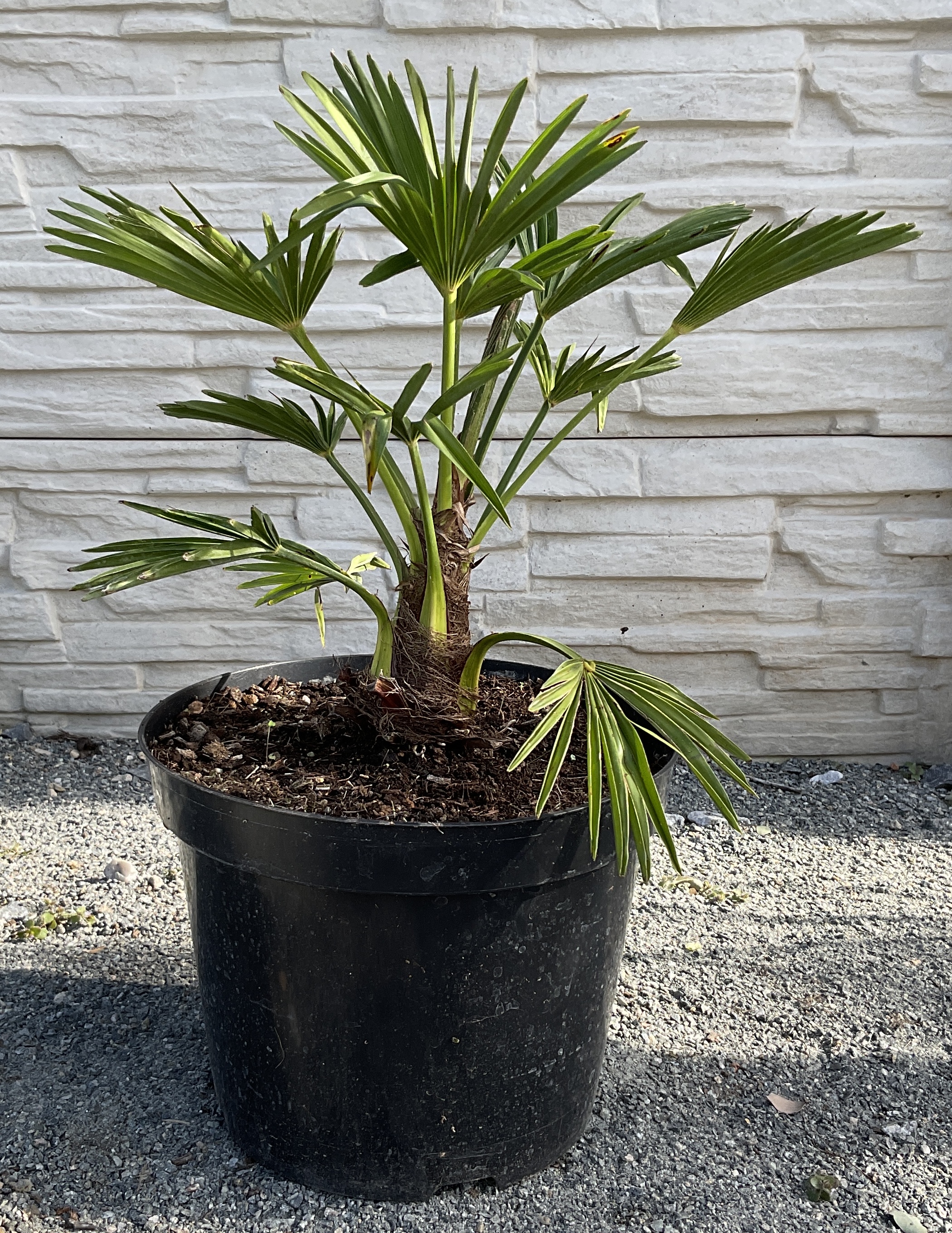 Trachycarpus wagnerianus cca 30-40 cm 