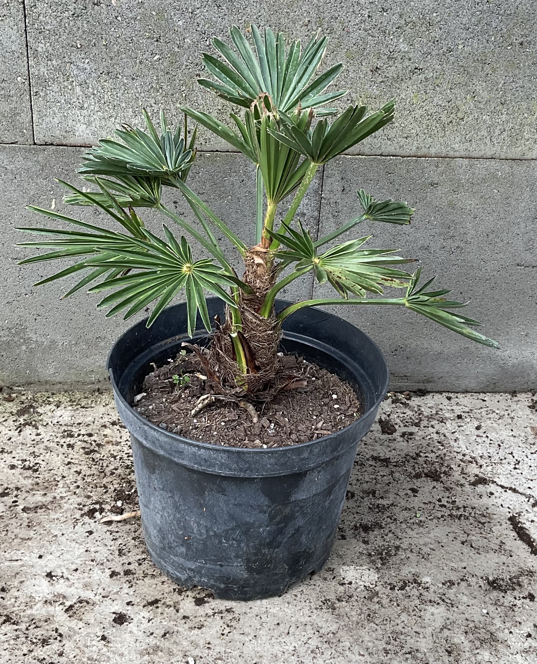 Trachycarpus  wagnerianus cca 15-20 cm 