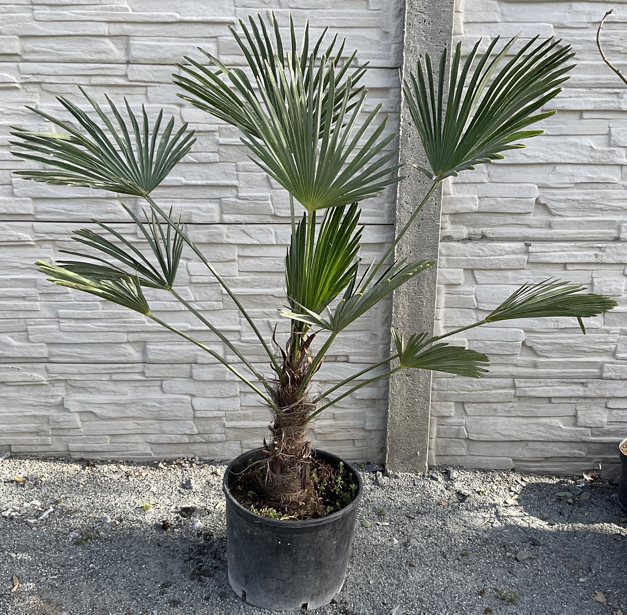 Trachycarpus wagnerianus cca 90-100 cm 