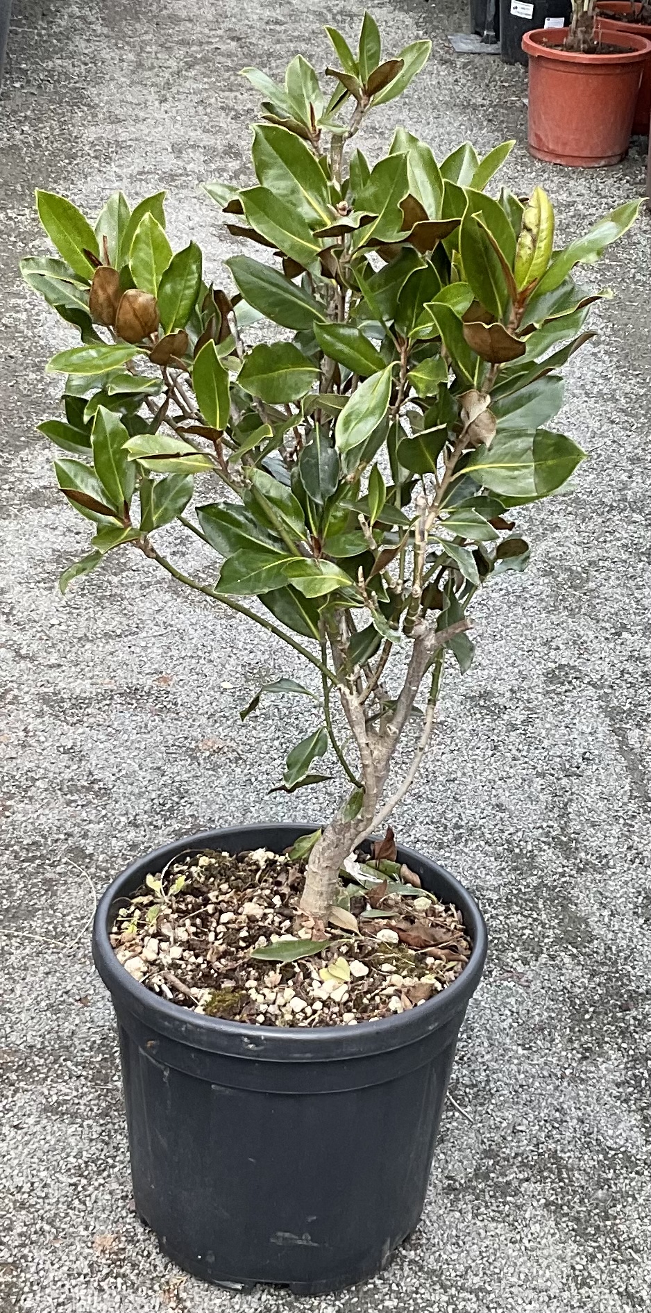 Magnolia grandiflora cca 80 cm