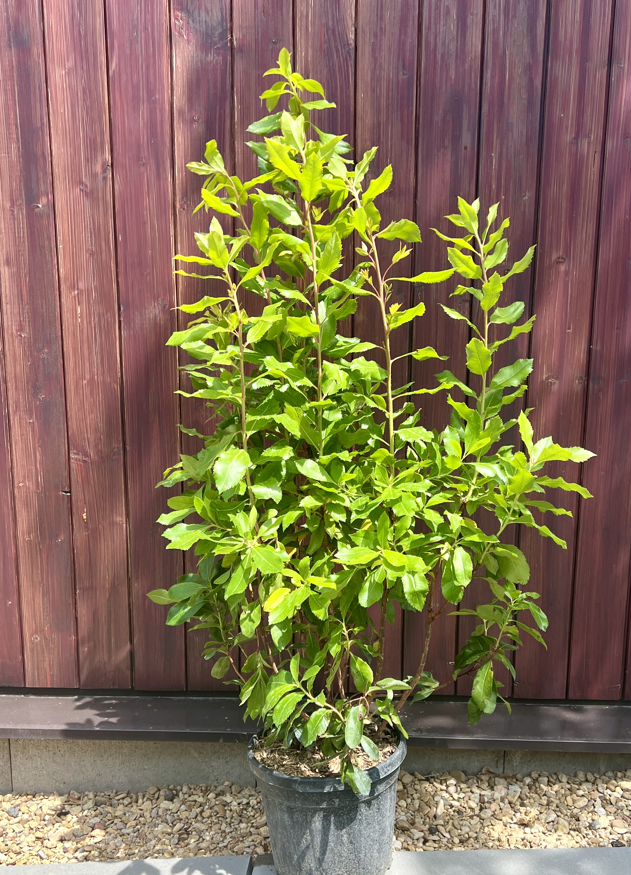 Arbutus unedo, cca 100 cm