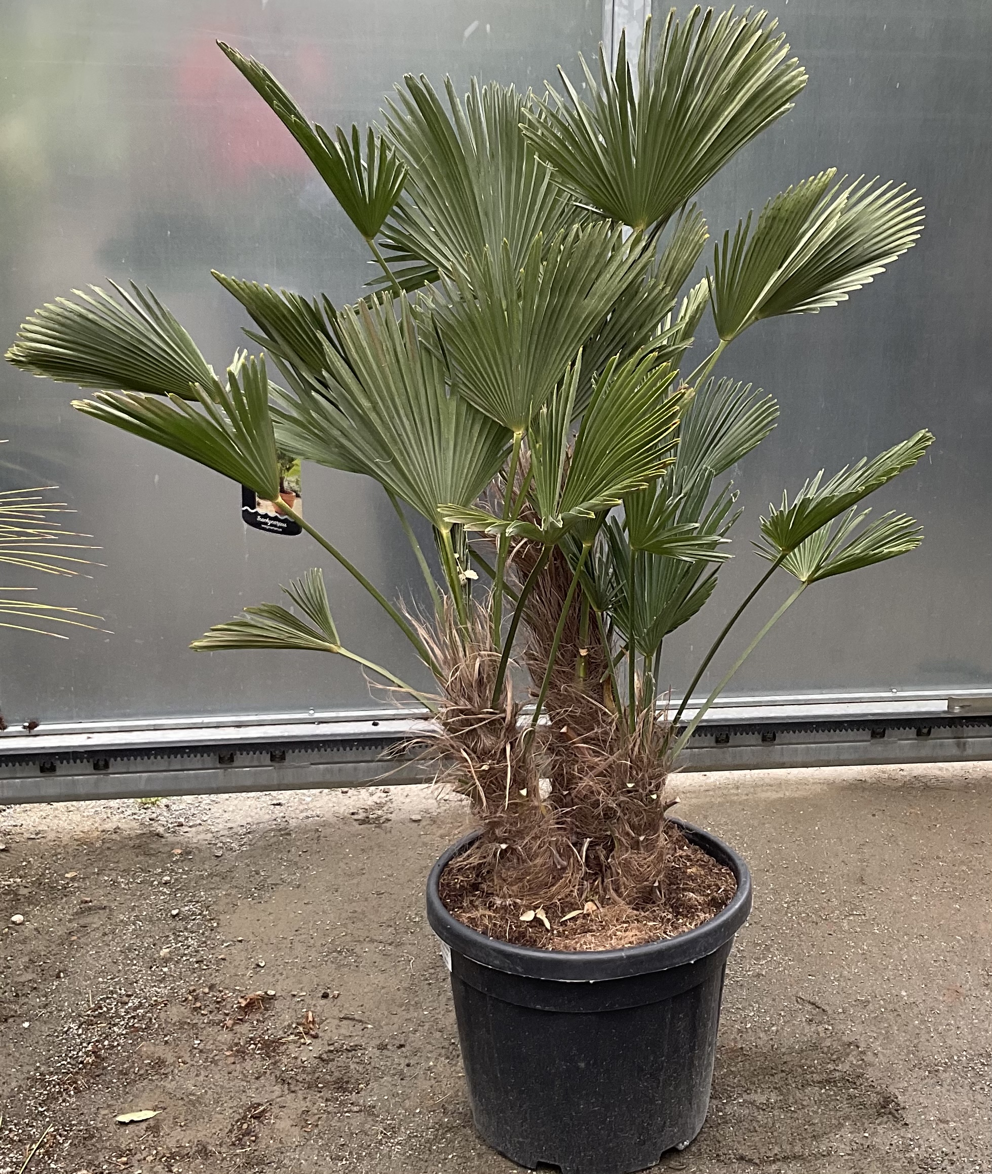 Trachycarpus wagnerianus cca 110-120  cm 