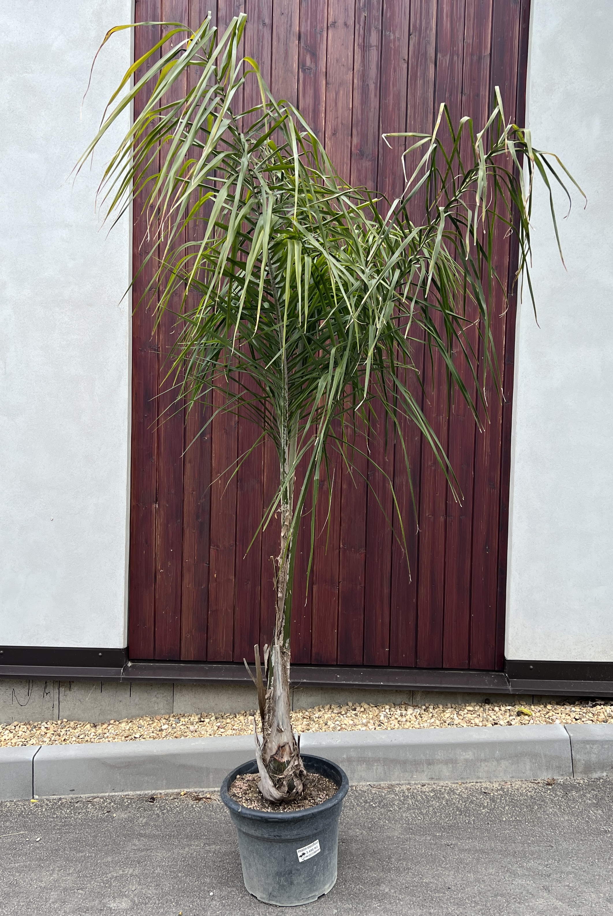 Arecastrum romanzoffianum,  cca 230 cm 