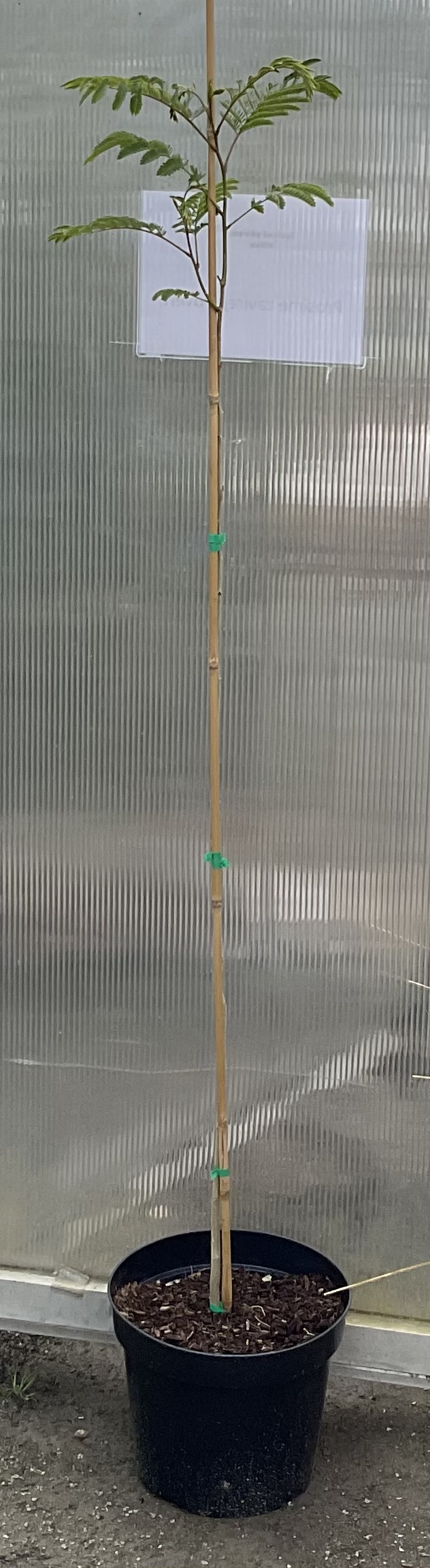 Albizia - perská akacie cca 165 cm