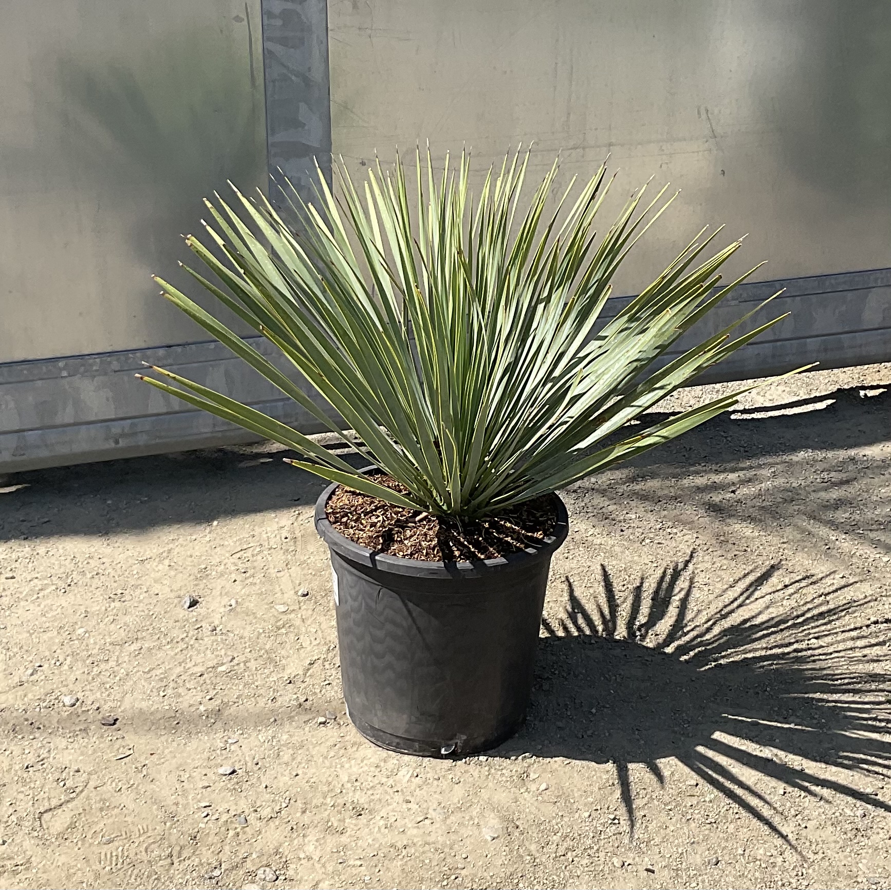 Yucca rostrata,  cca 35-40 cm