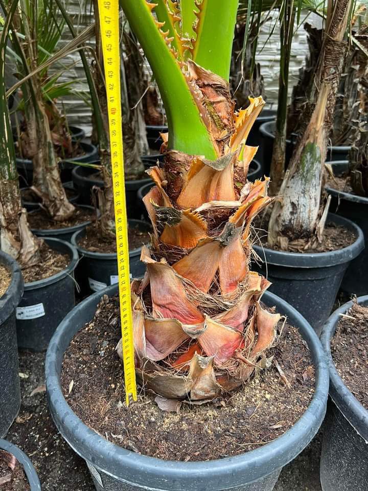Washingtonia filifera cca 140 cm