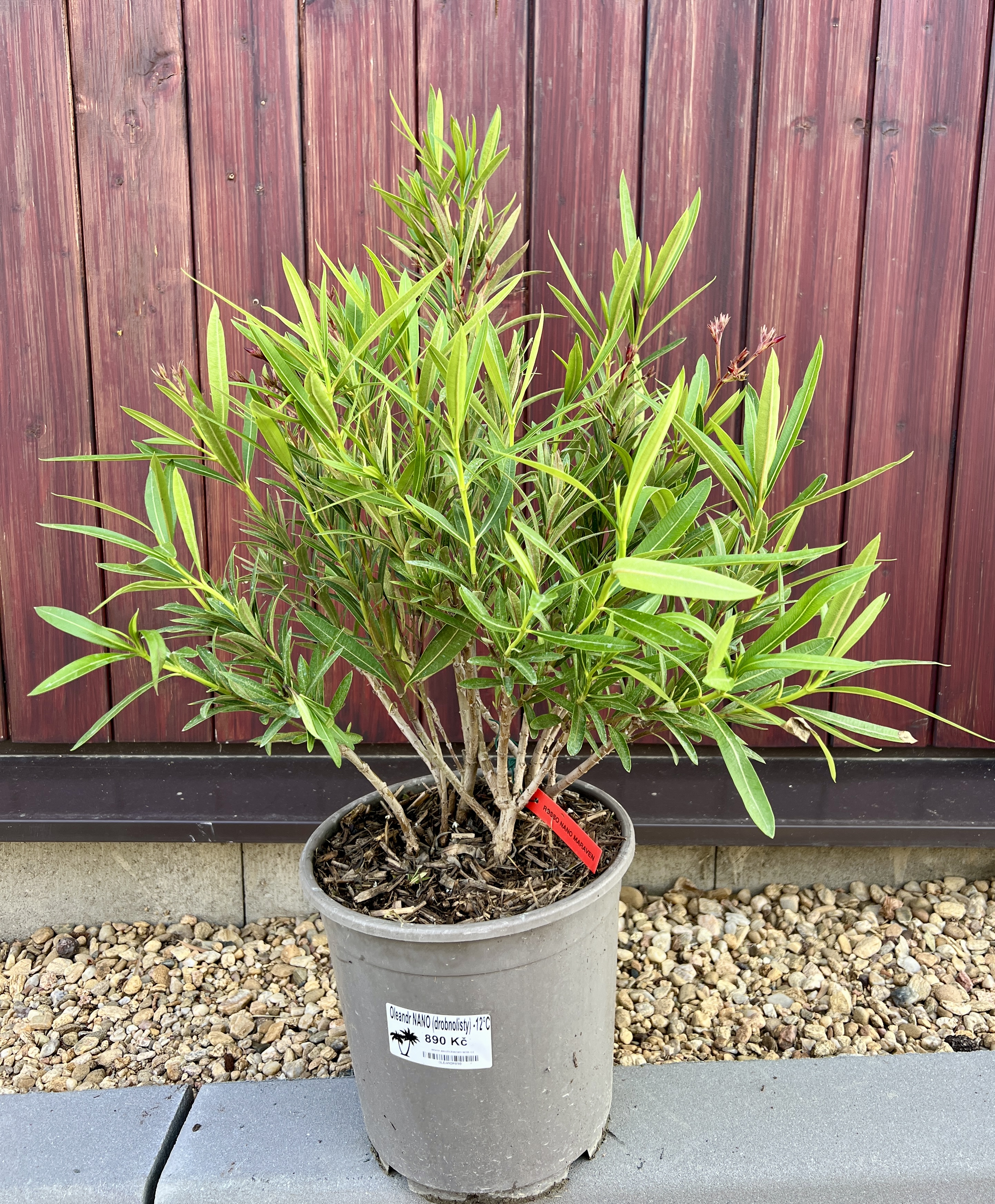 Nerium oleander Nano( růžový), cca 40-50 cm  