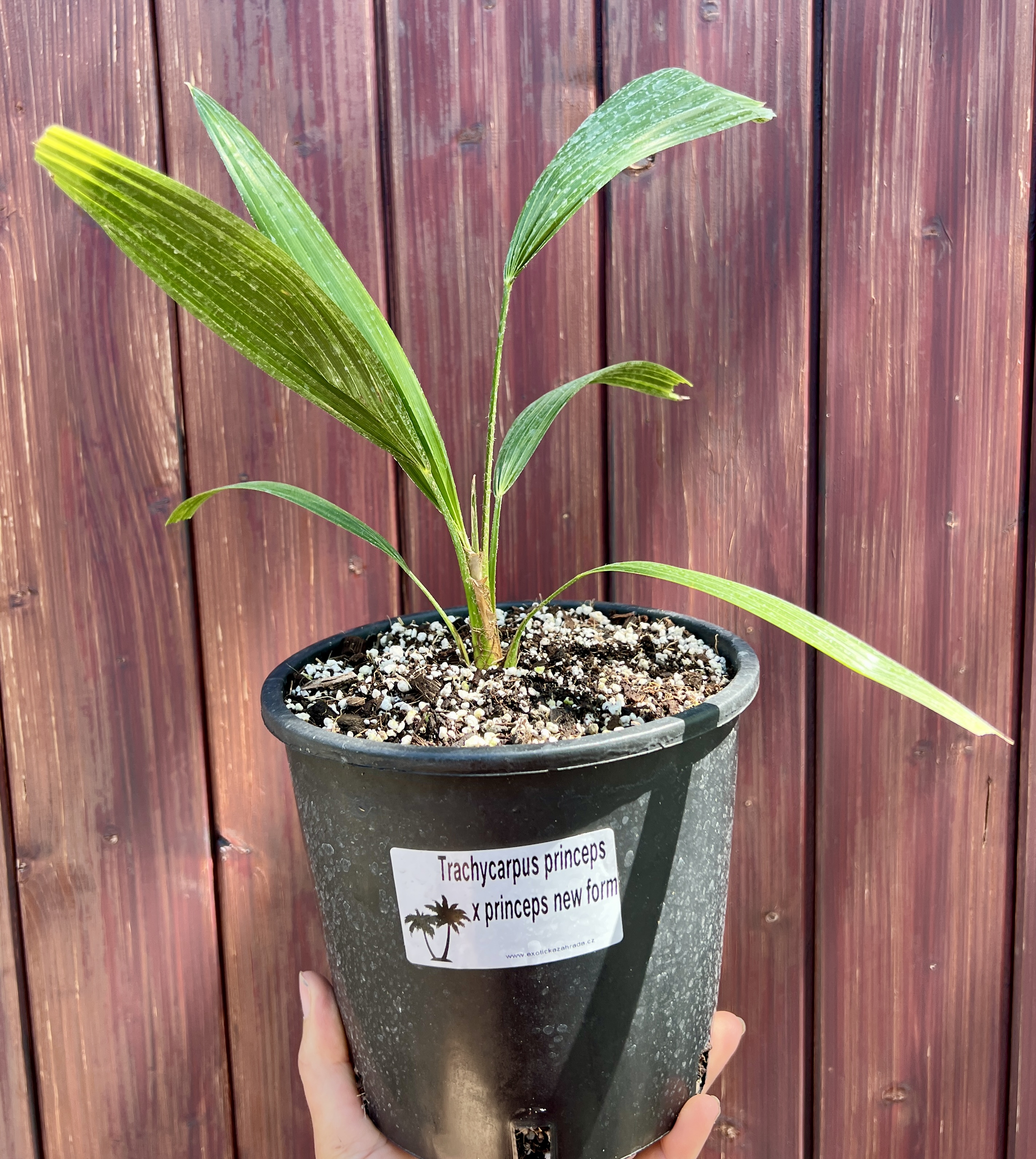 Trachycarpus  princeps x princeps new form(sazenice), cca 20-30 cm