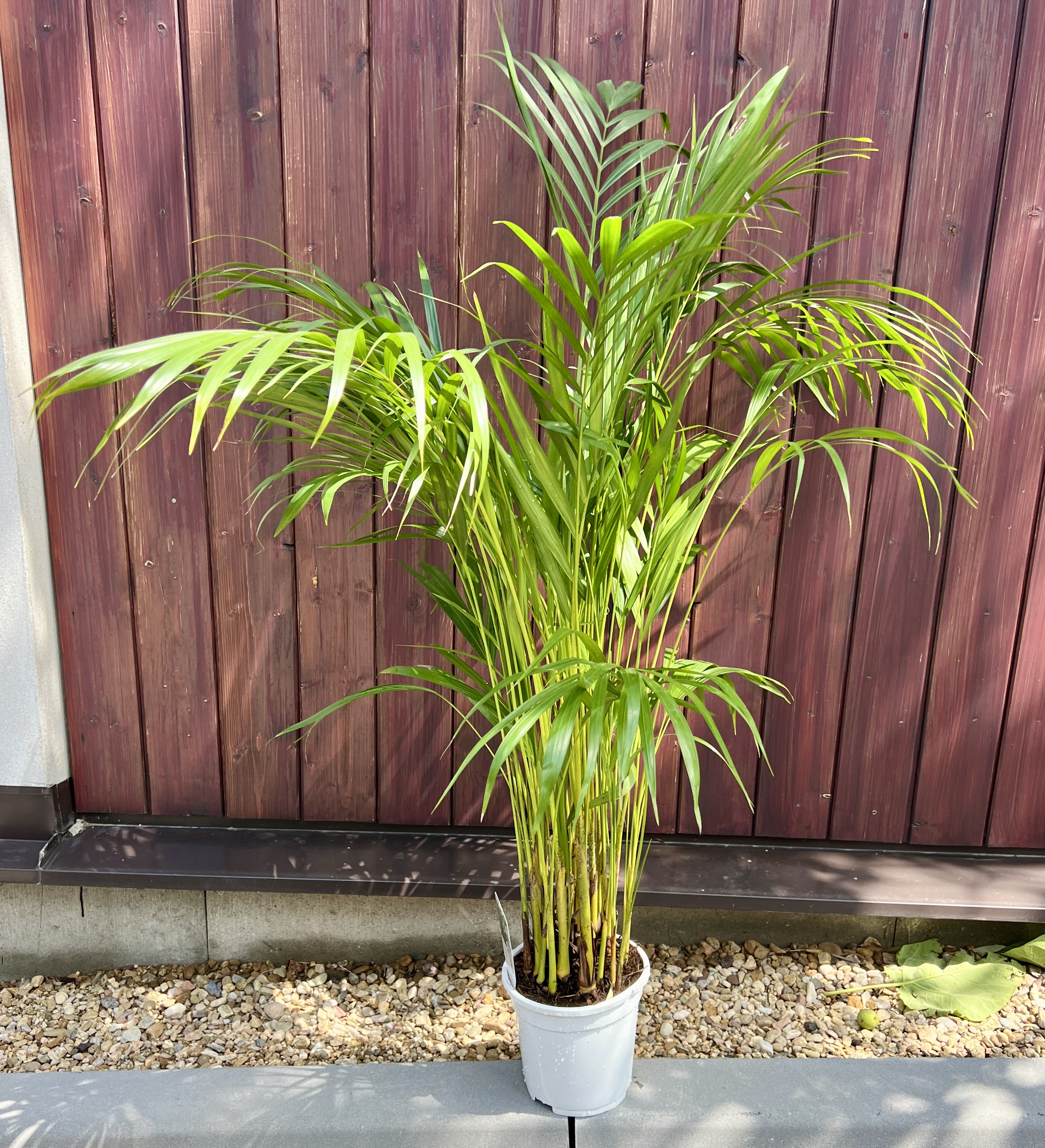Dypsis lutescens, cca 70-80 cm