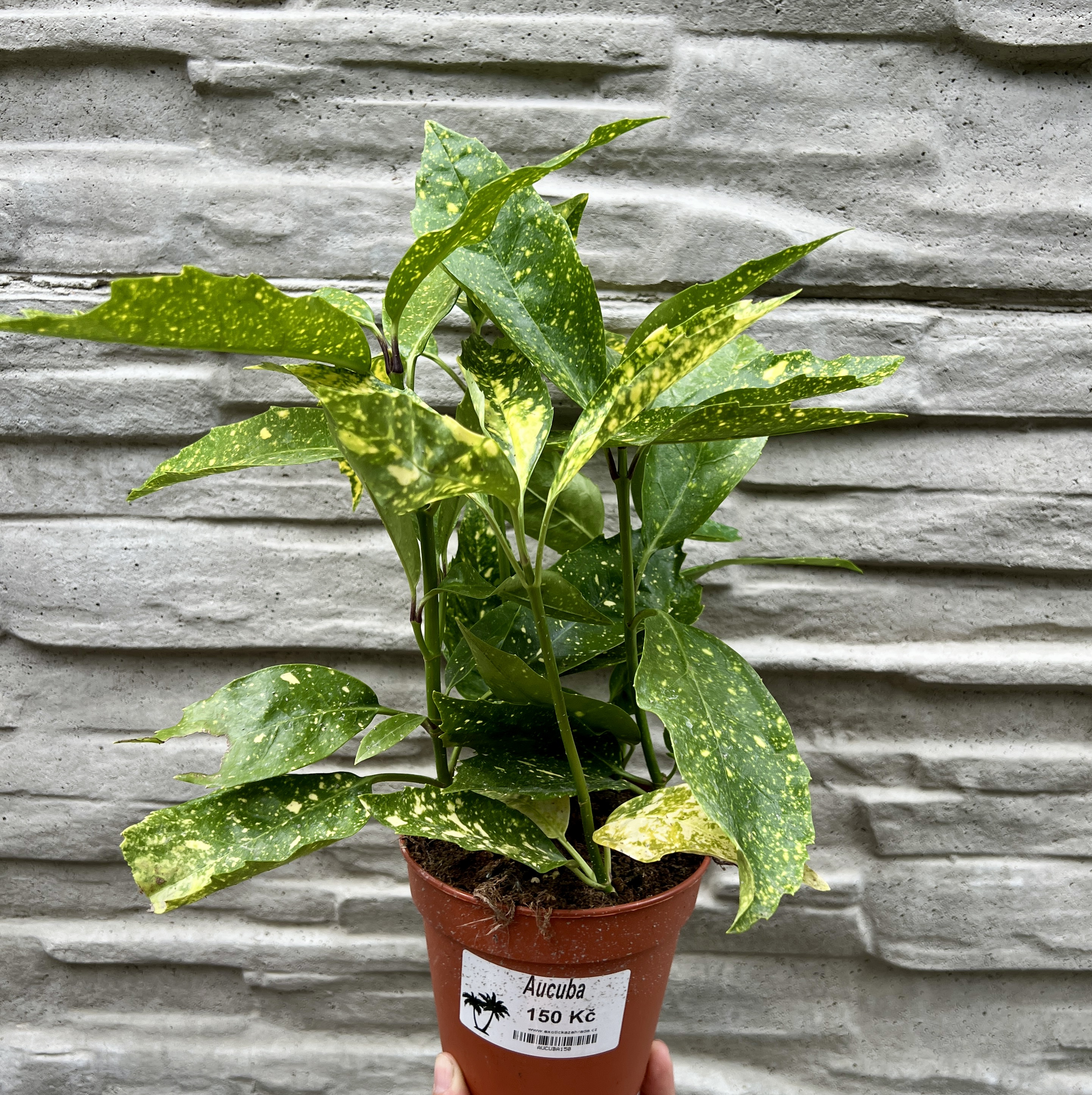 Aucuba japonica, cca 30 cm