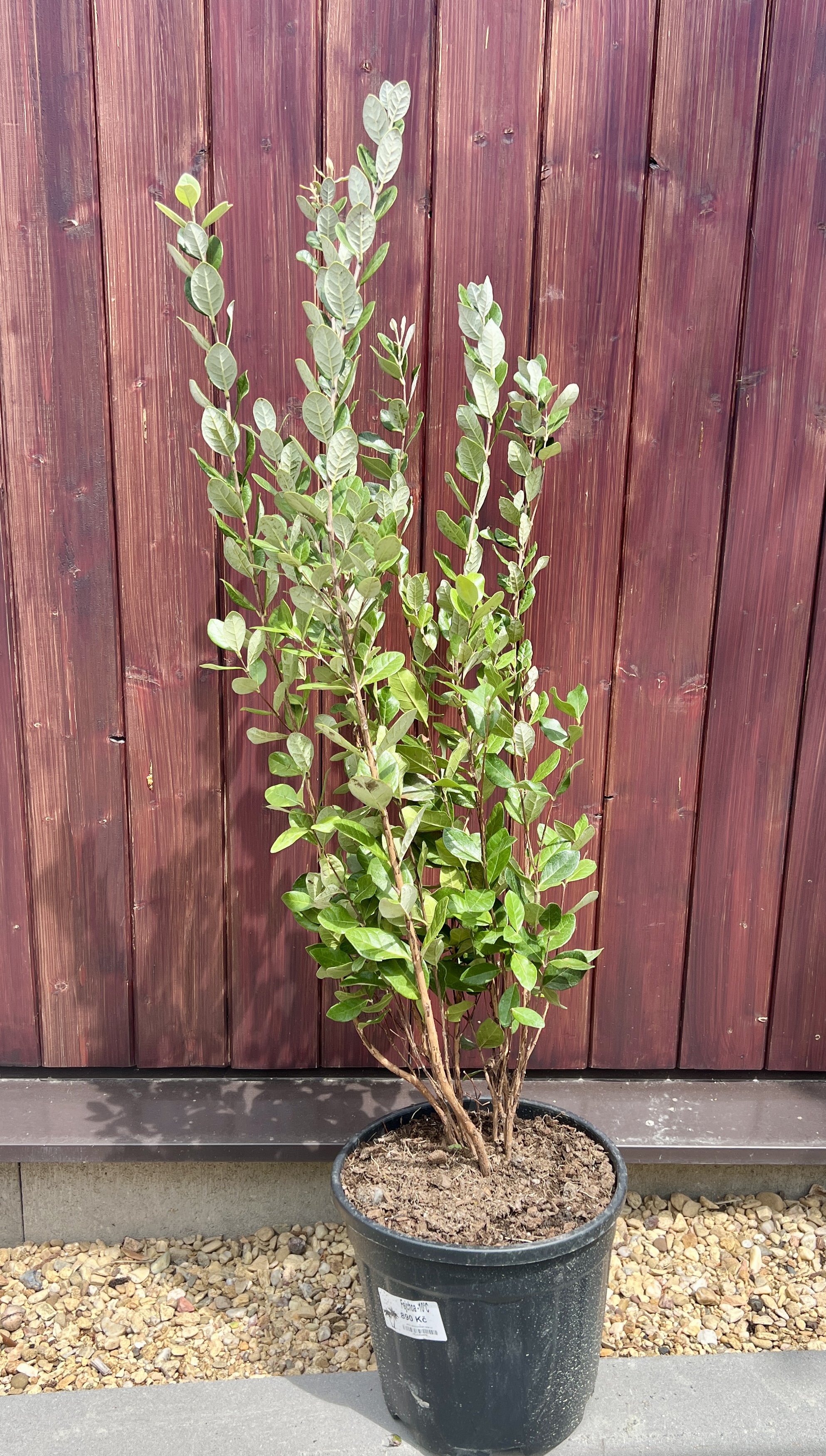 Fejchoa, cca 80-90 cm