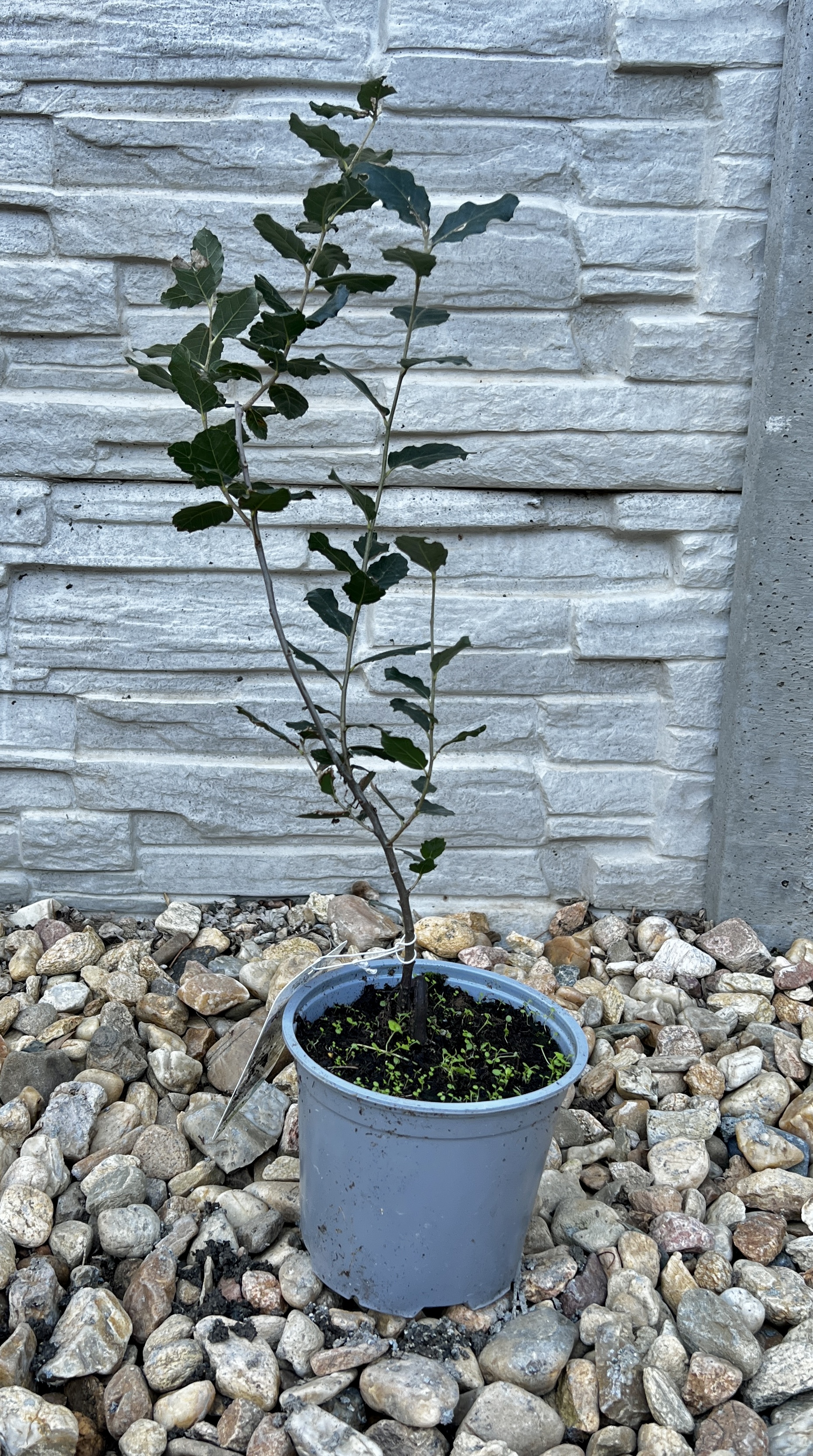 Korkovník pravý (dub), cca 50-60 cm