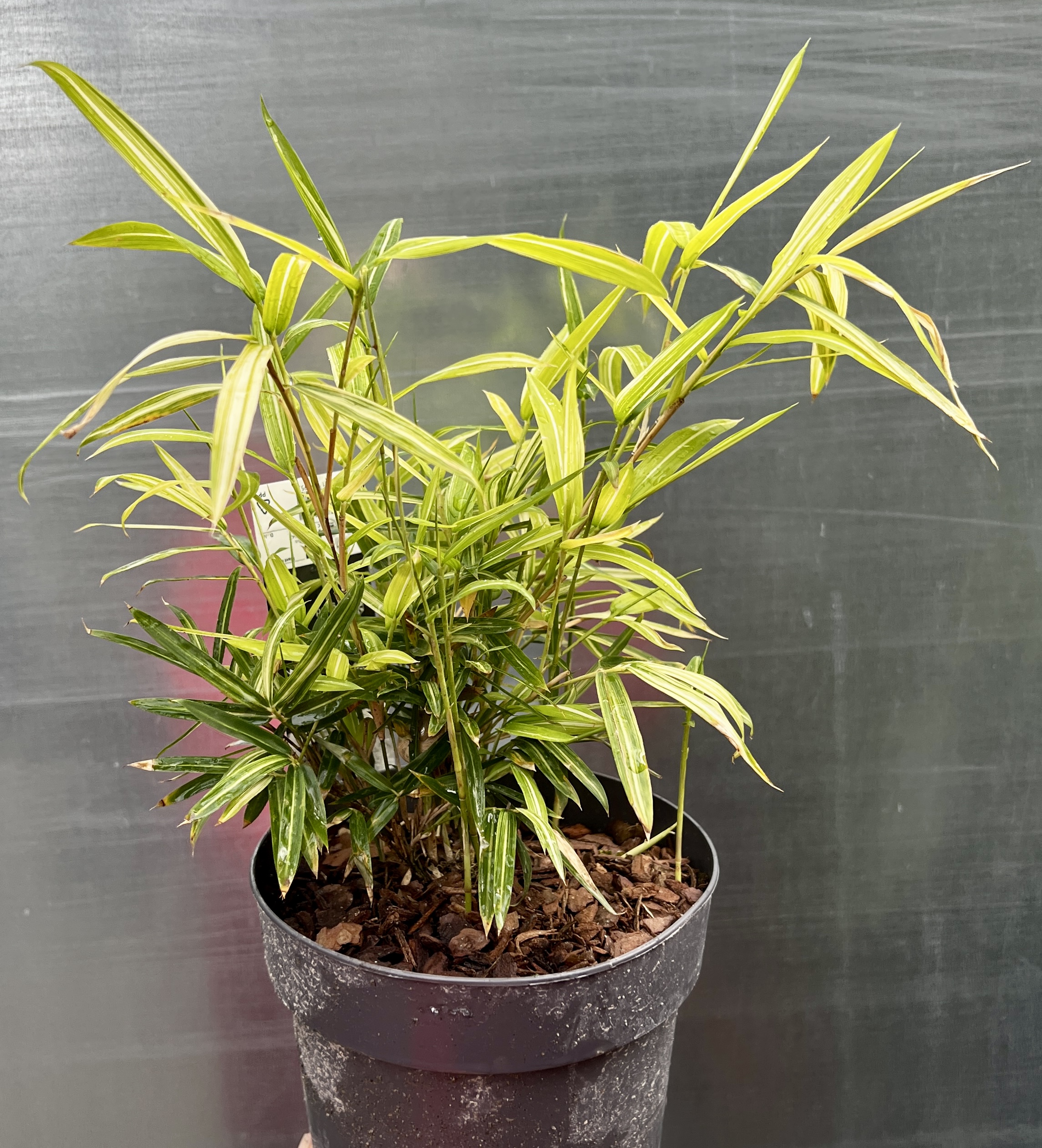 Bambus variegatus, cca 20-25 cm