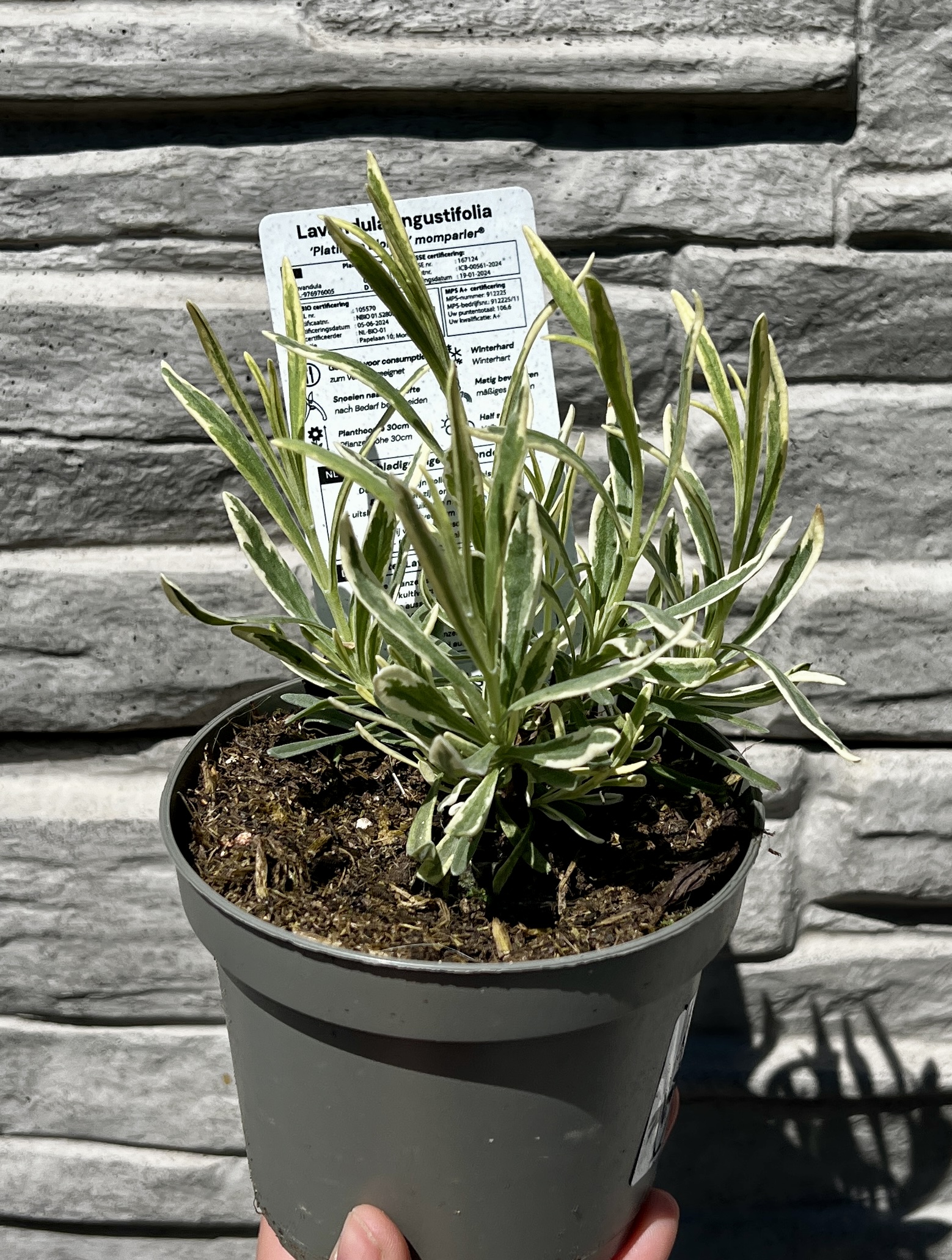 Levandule variegata, cca 10-15 cm