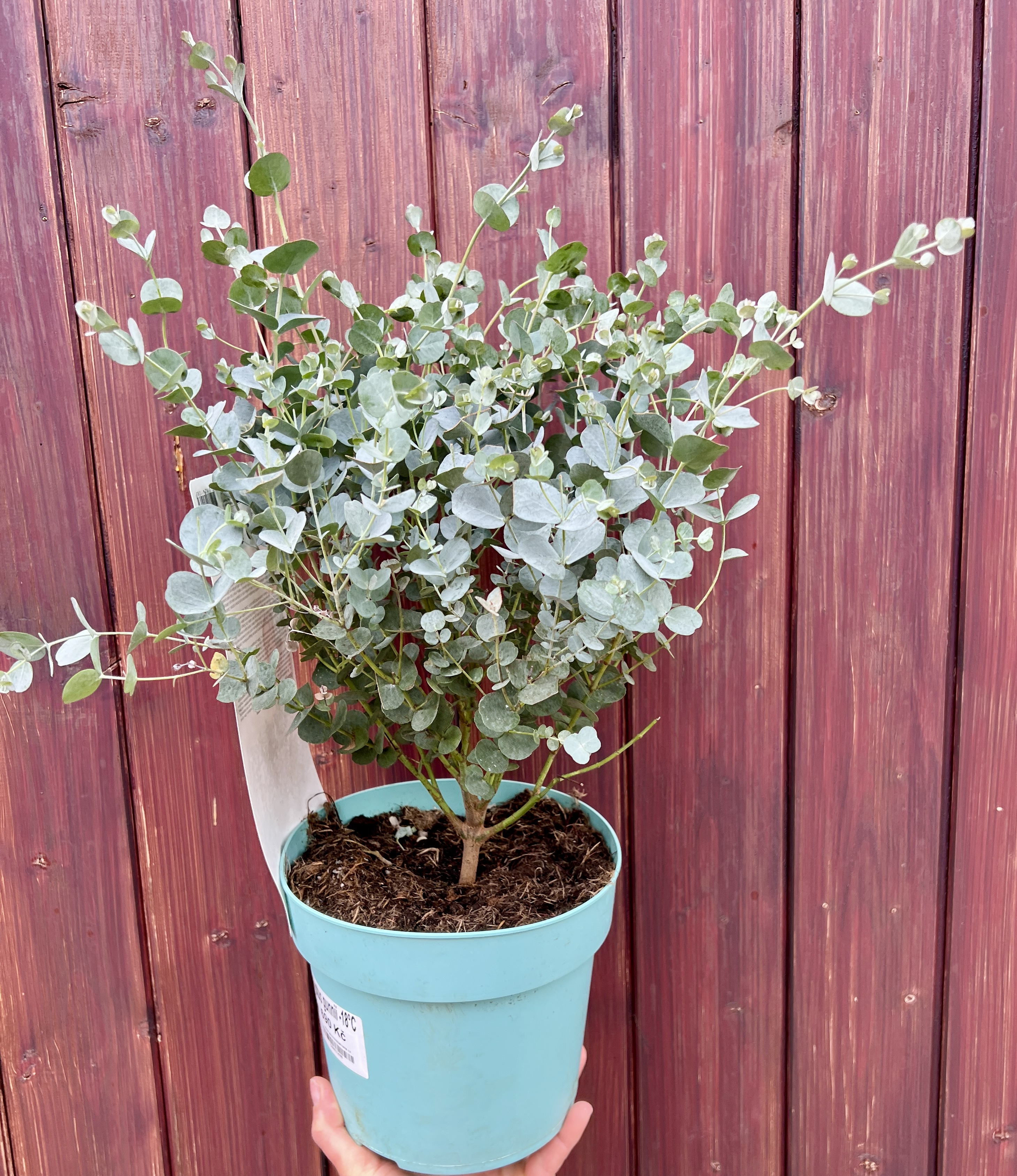 Eucalyptus gunnii, cca 40 cm