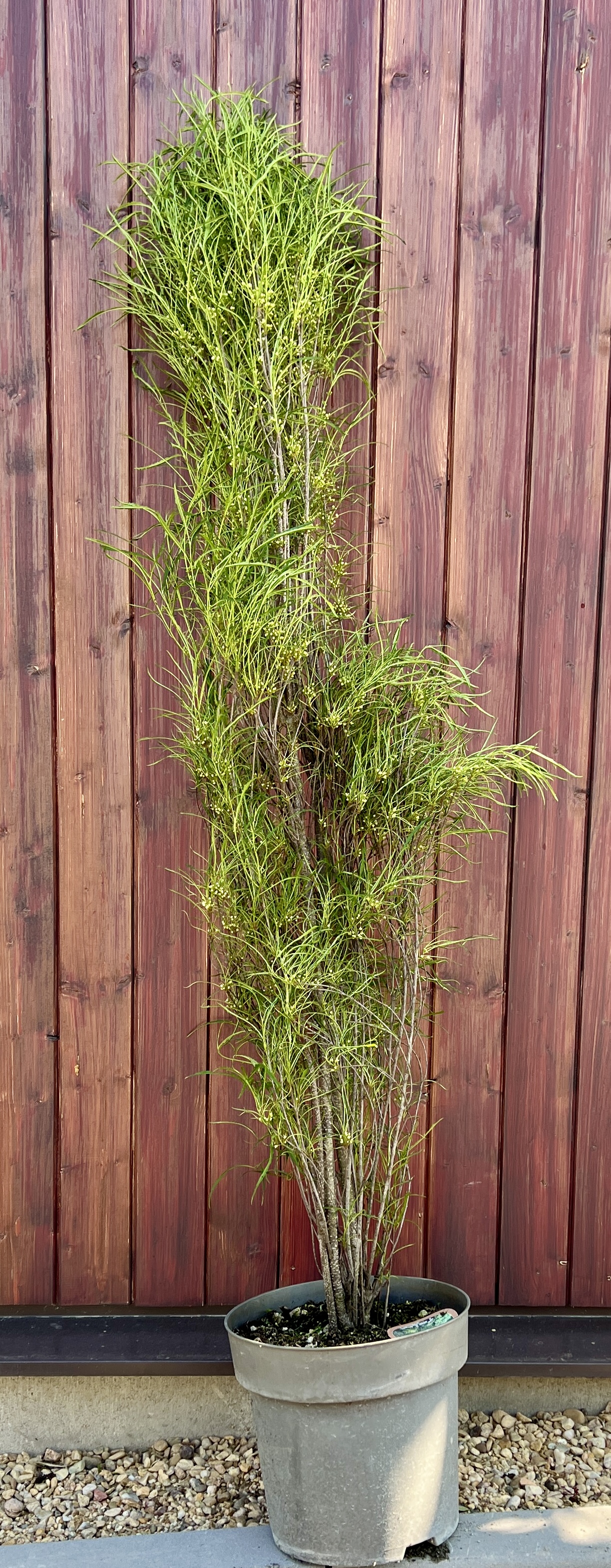 Rhamnus frangula, cca 150-160 cm