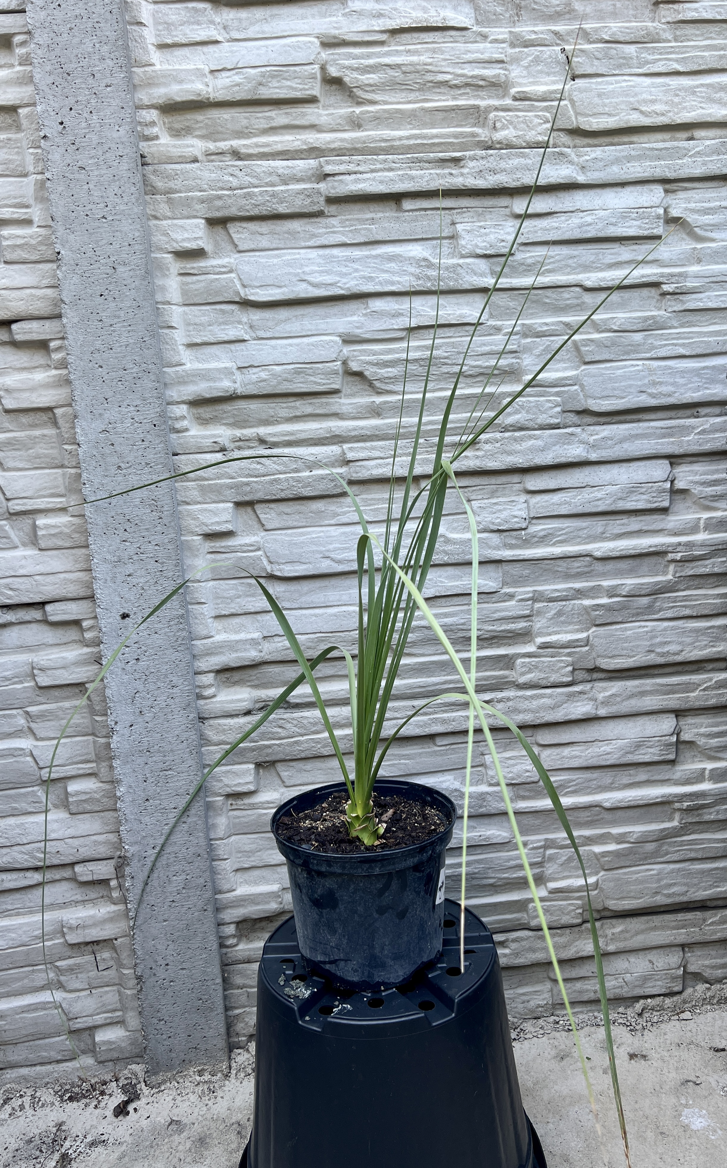 Nolina nelsonii, cca 50-60 cm