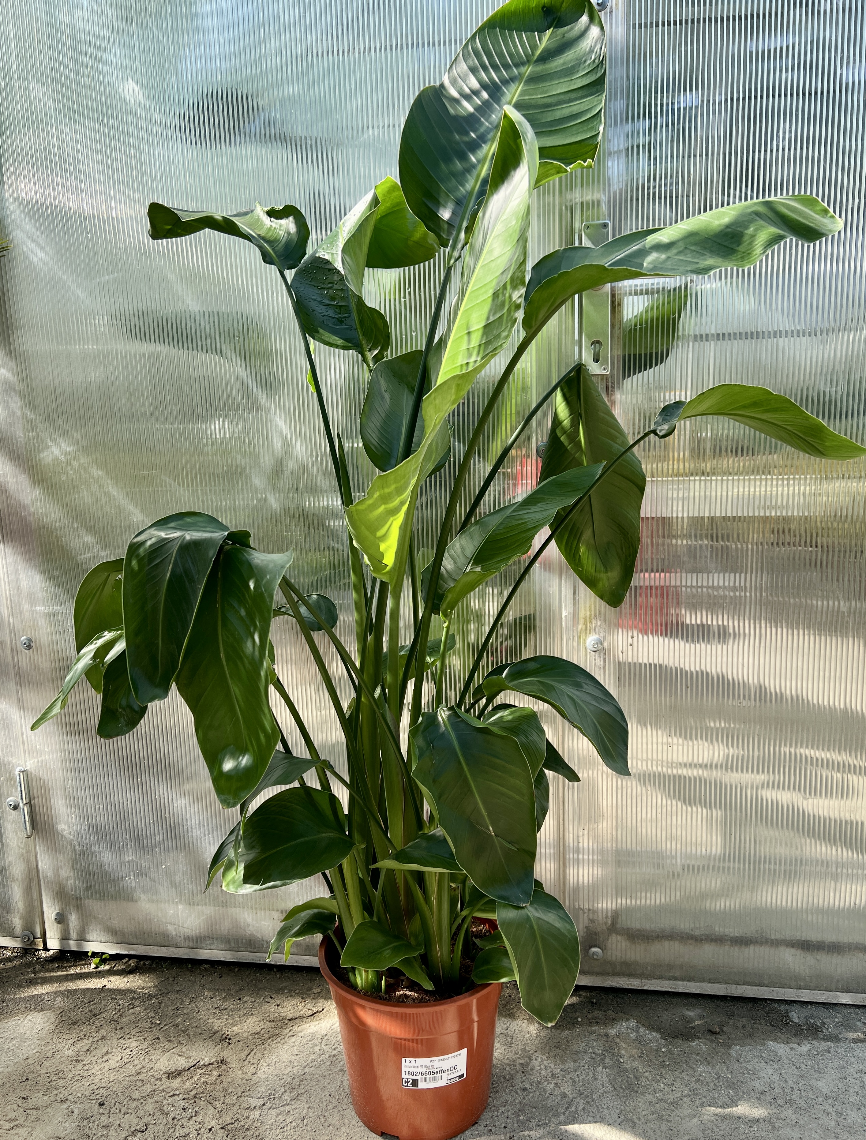Strelitzia augusta, cca 110-120 cm