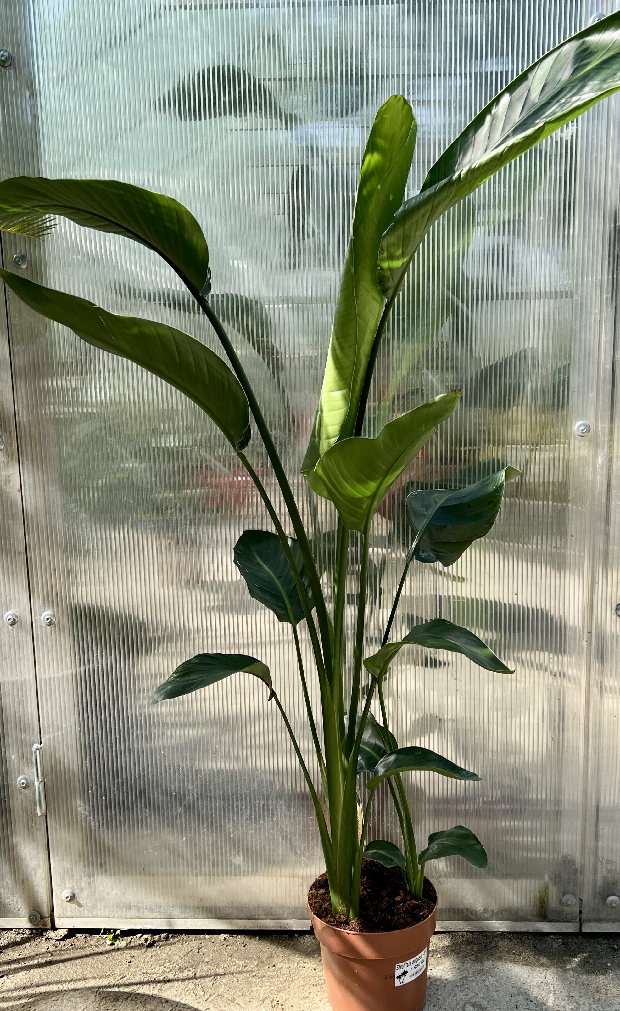 Strelitzia augusta, cca 100-110 cm