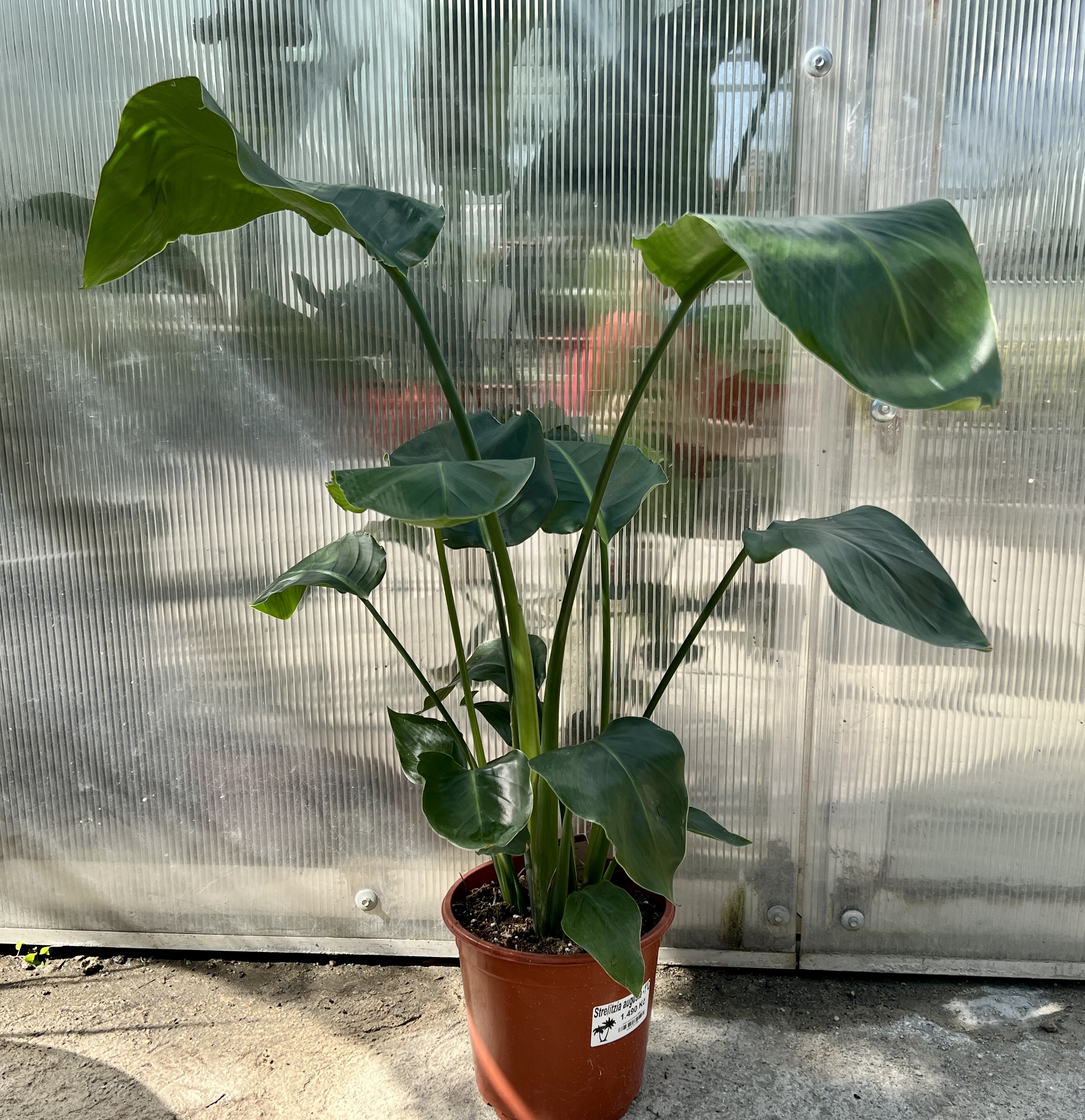 Strelitzia augusta, cca 50 cm