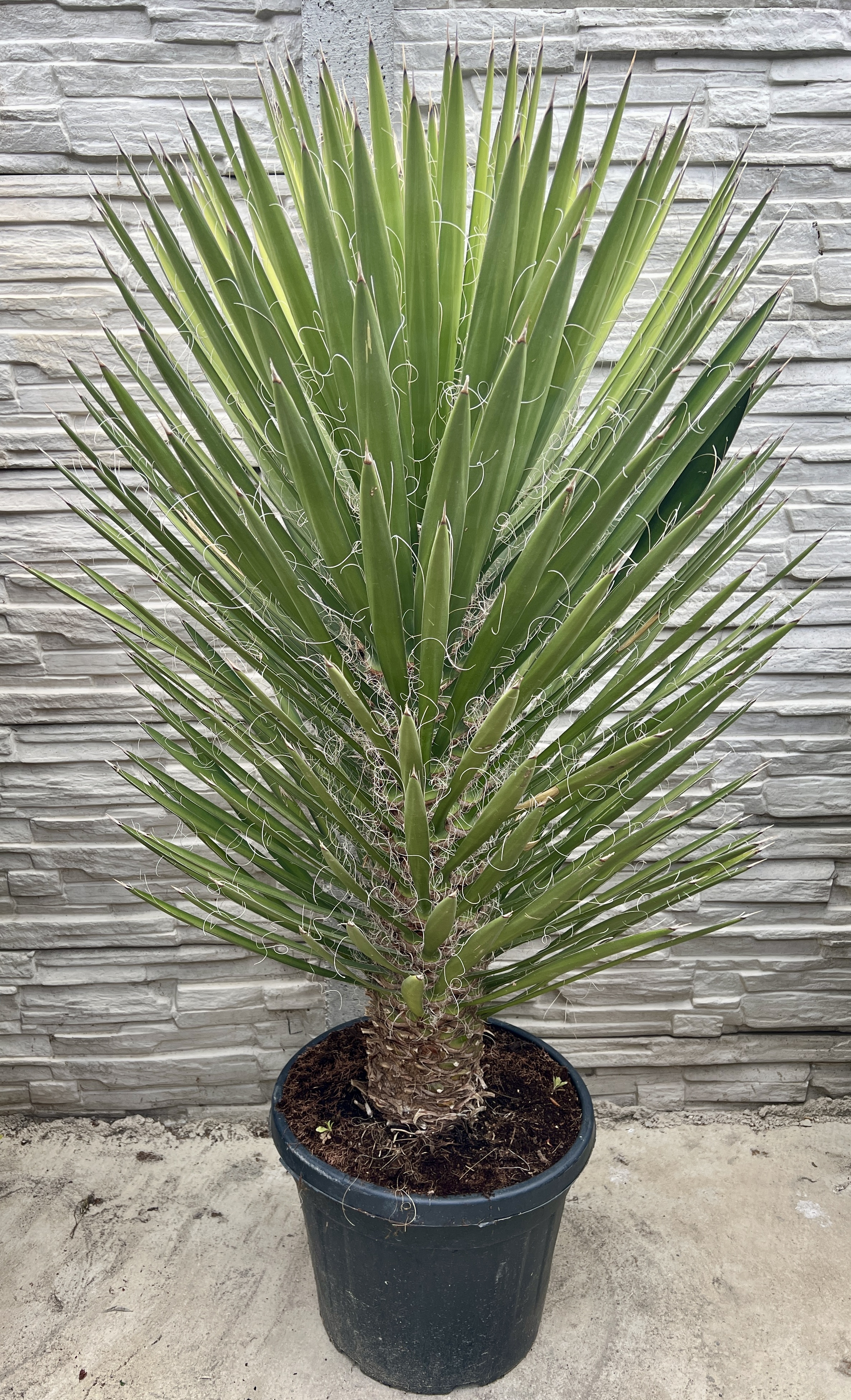 Yucca filifera, cca 110-120 cm