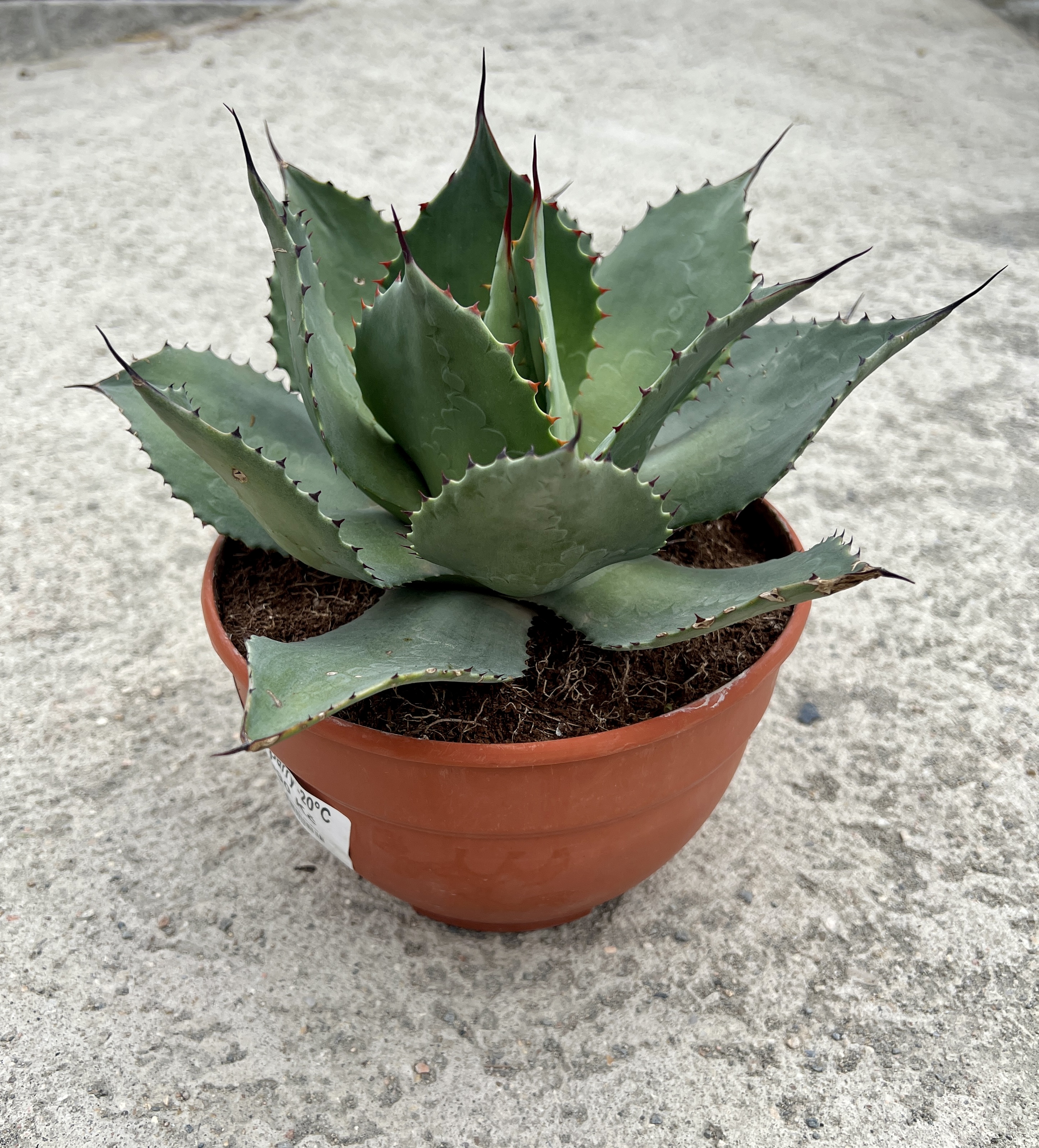 Agave parryi, cca 15 cm