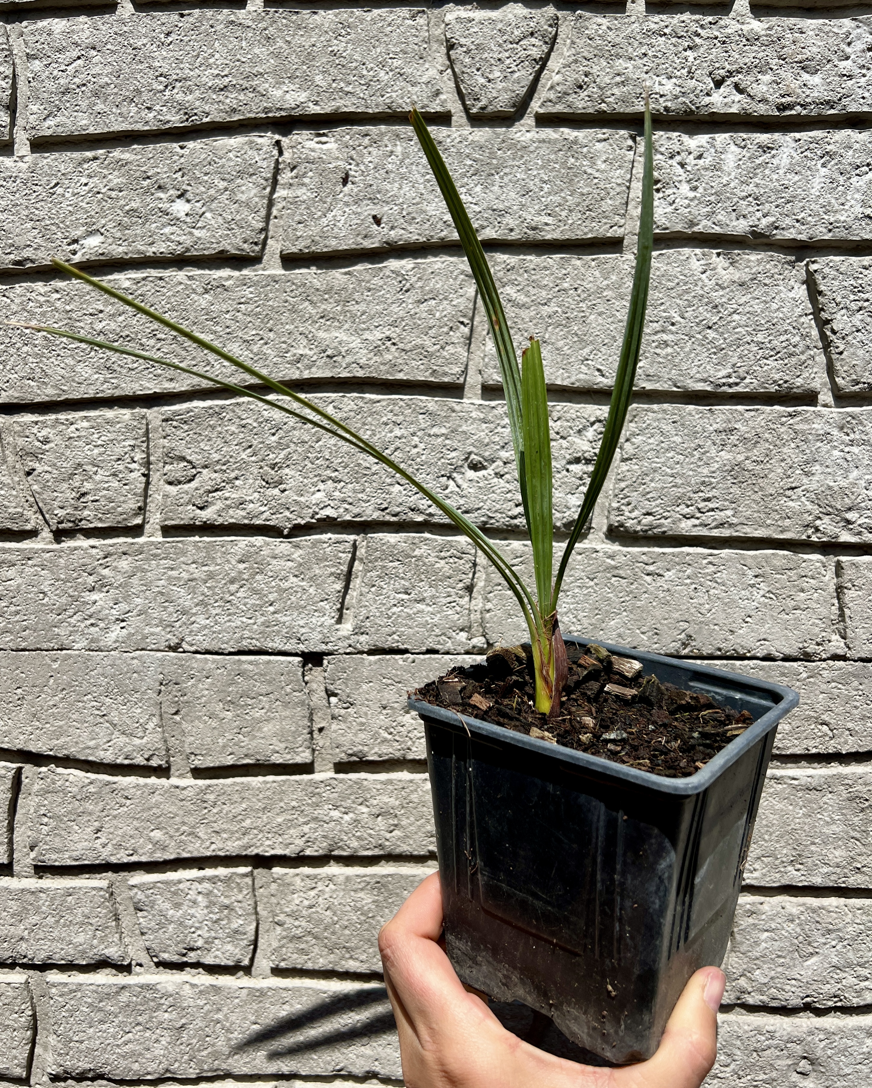 Brahea armata(sázení),  cca 15-20 cm