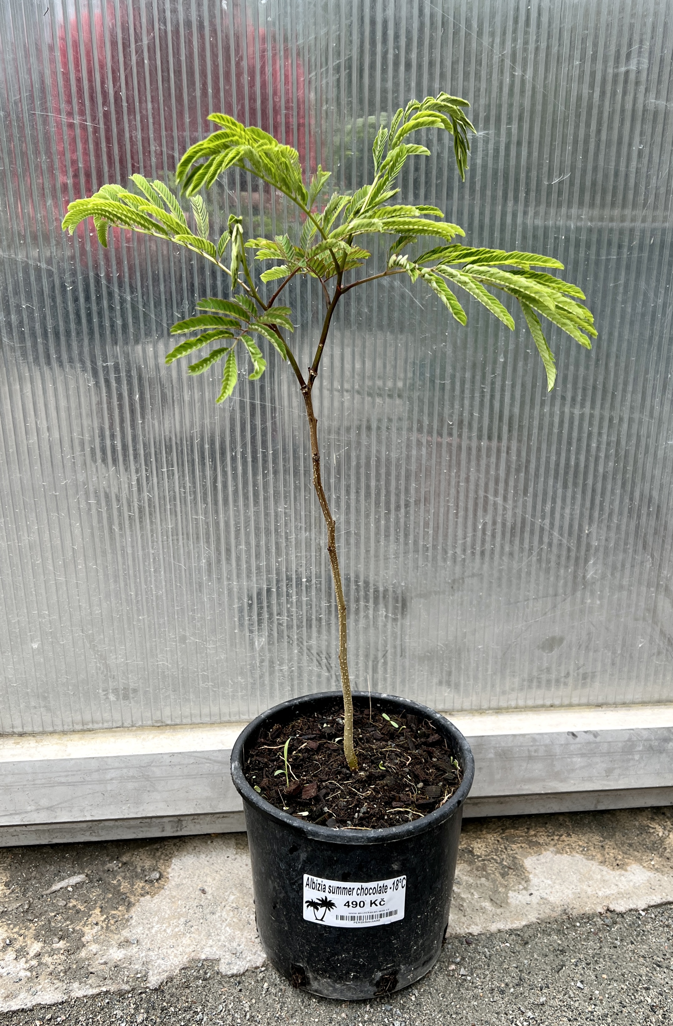 Albizia - perská akacie summer chocolate,  cca 30-40 cm 