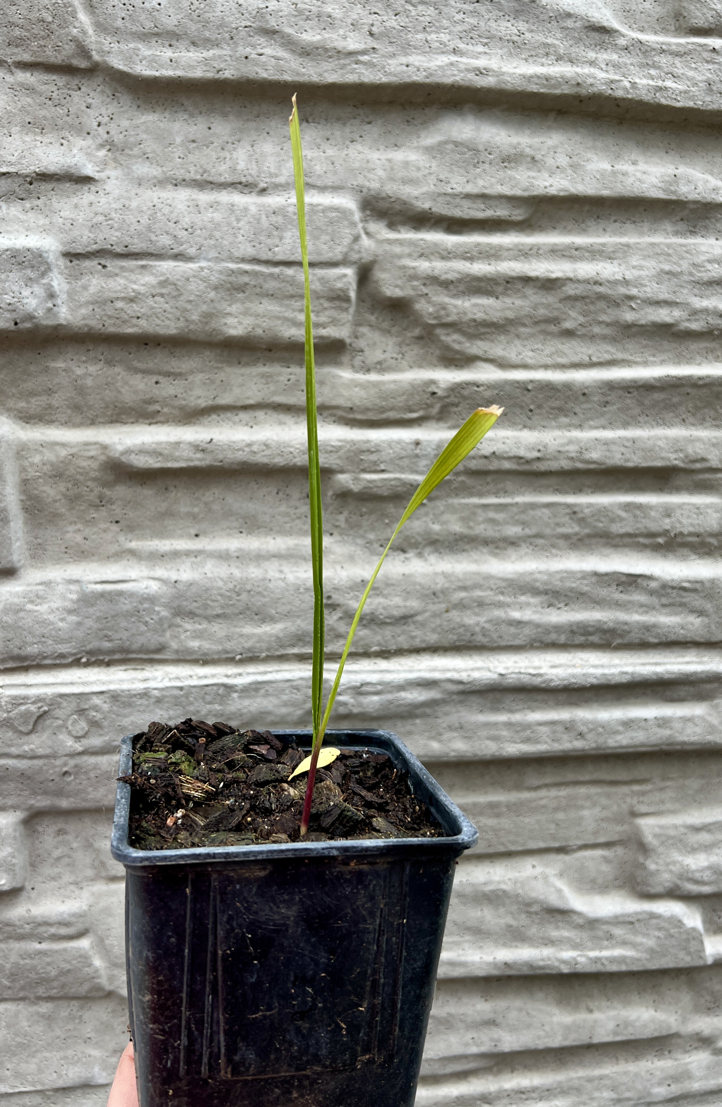 Washingtonia filifera, cca 10-20 cm