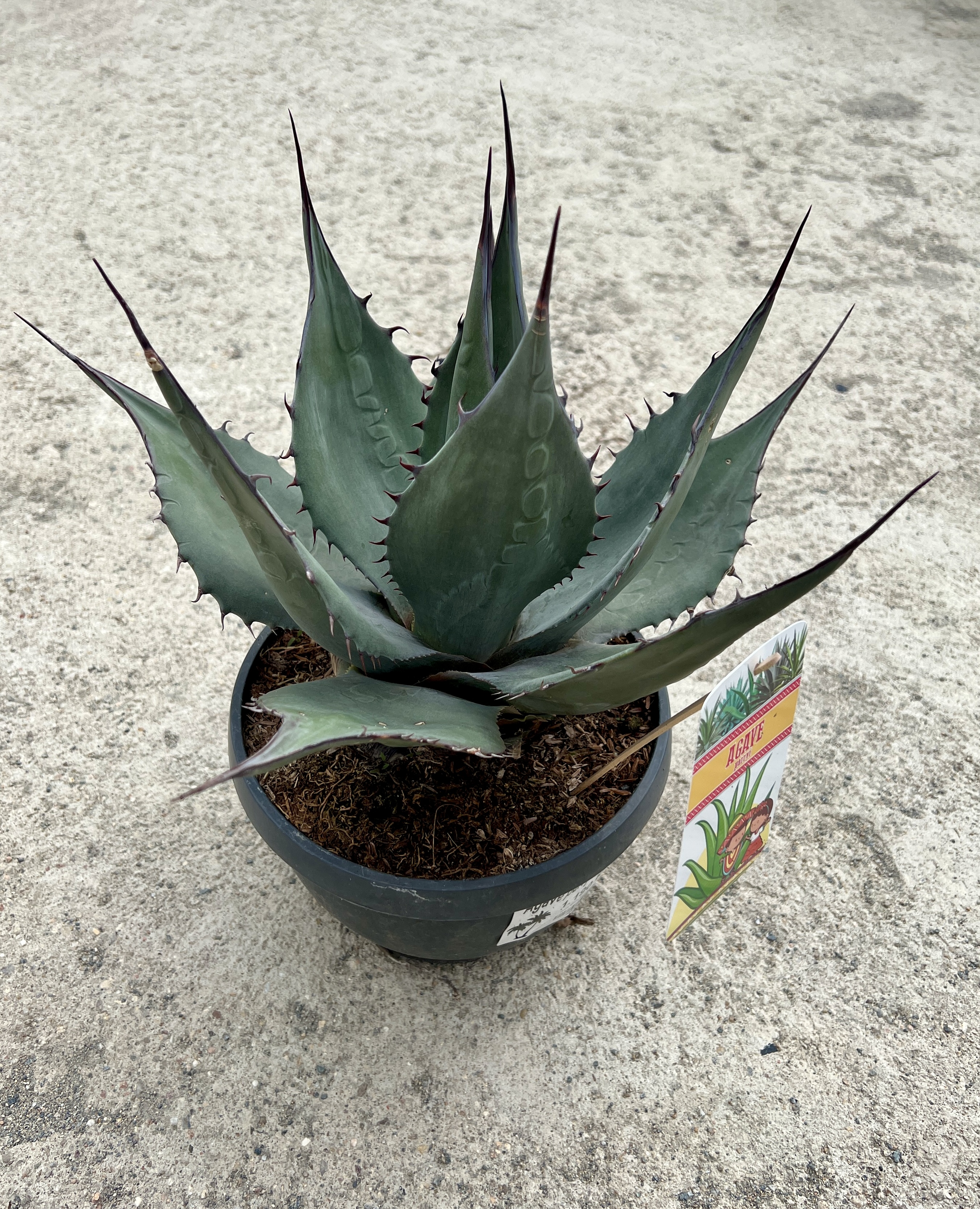 Agave parryi, cca 20 cm