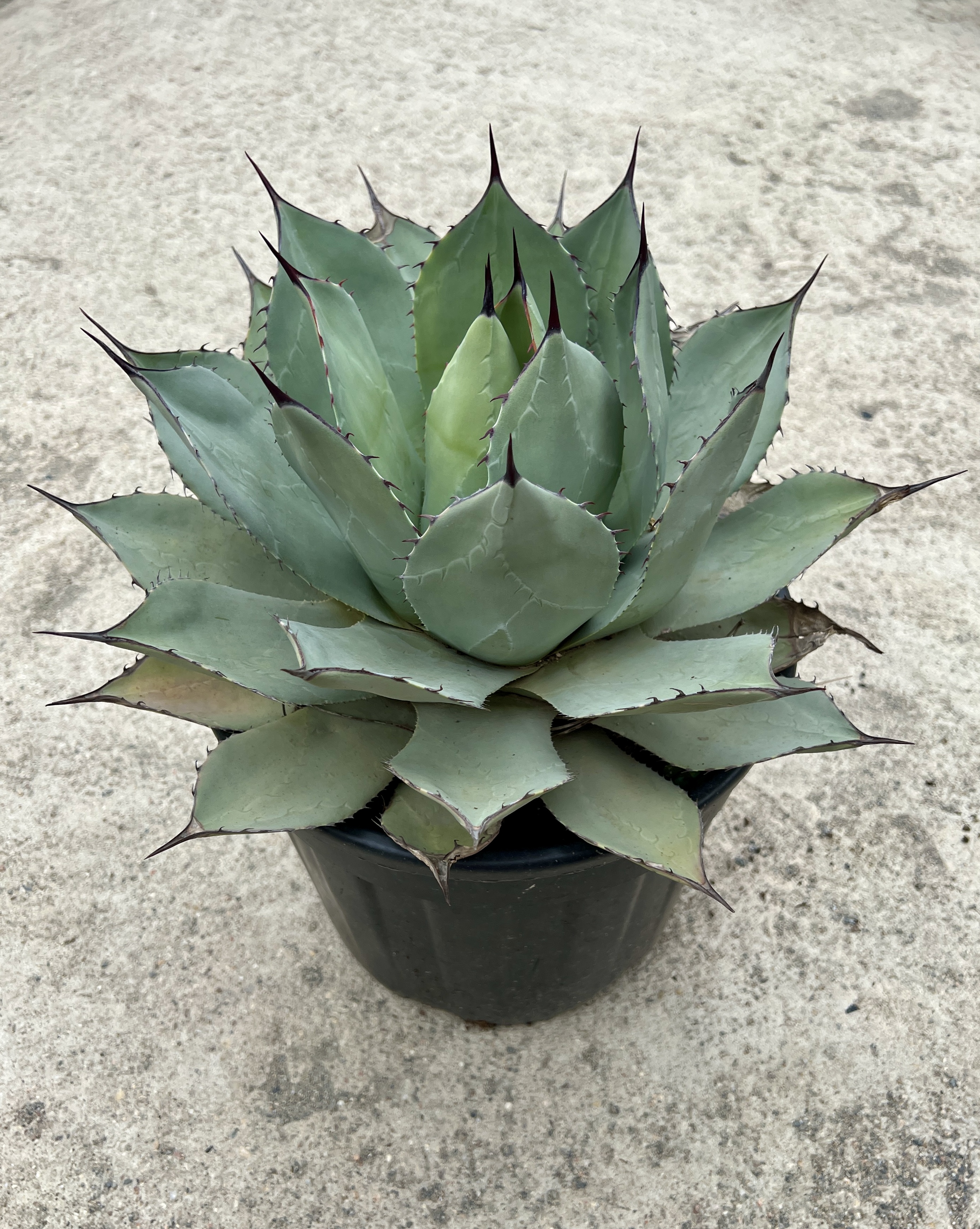 Agave parryi var. truncata, cca 25 cm