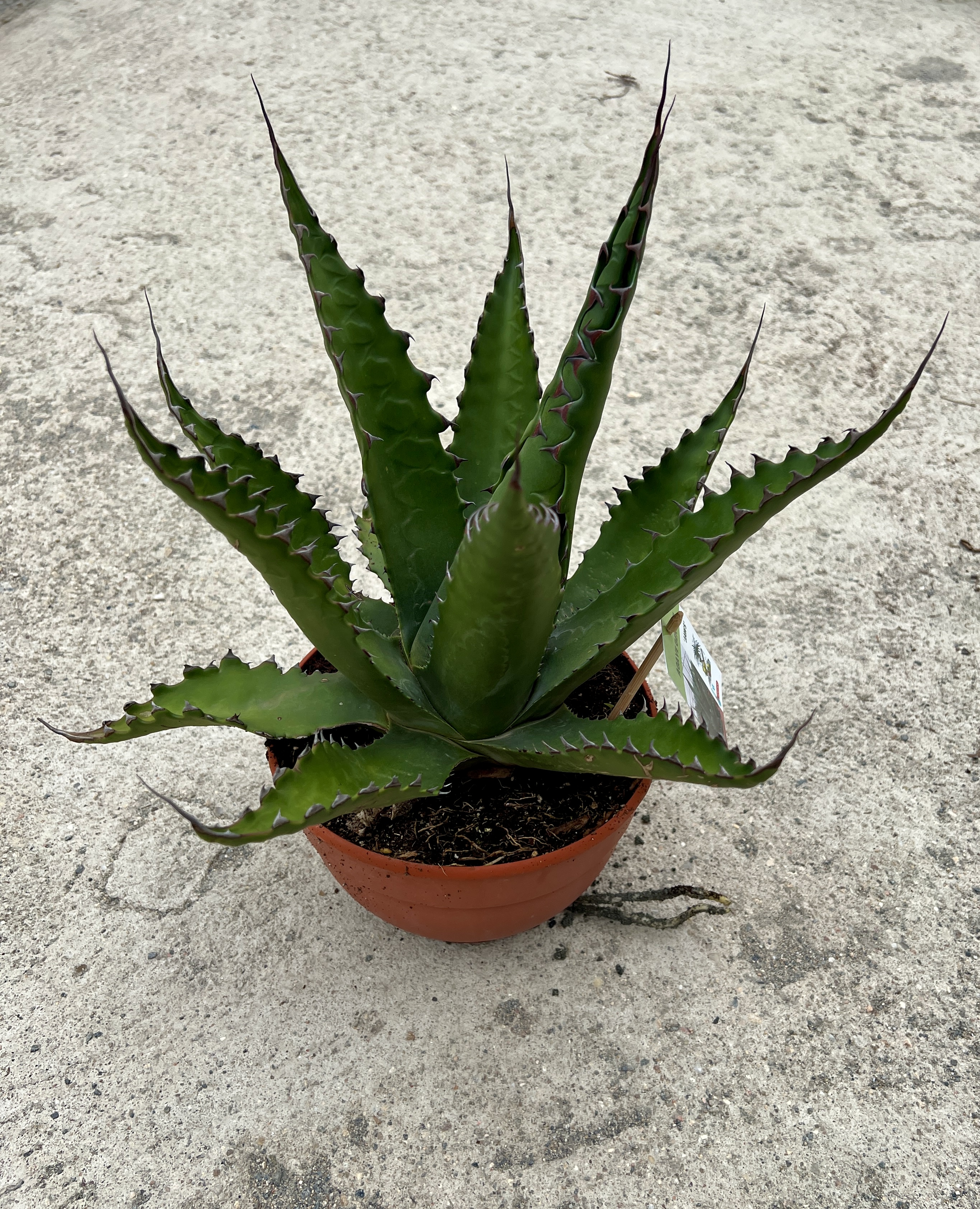 Agave gentryi, cca 30 cm