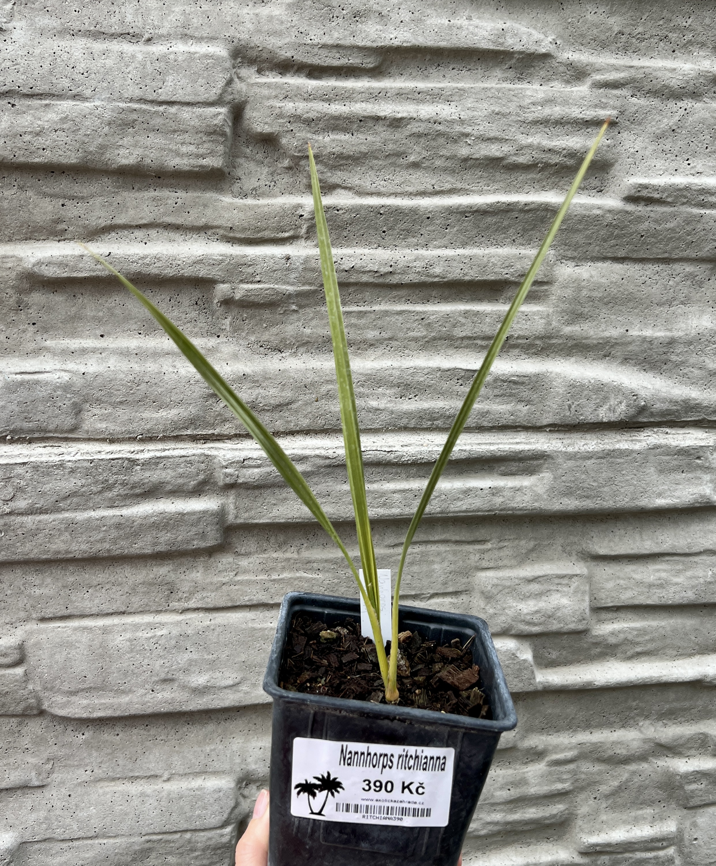  Nannorrhops ritchiana(sazenice), cca 20 cm