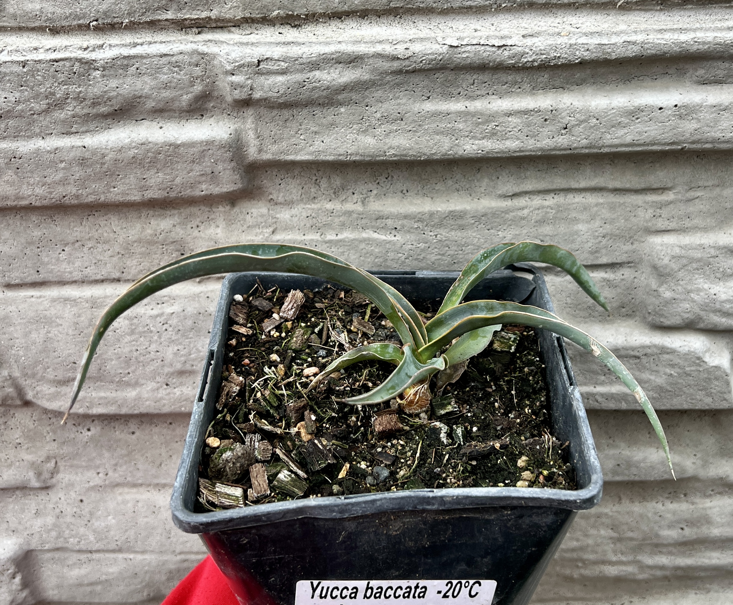 Yucca baccata,  cca 5-10 cm