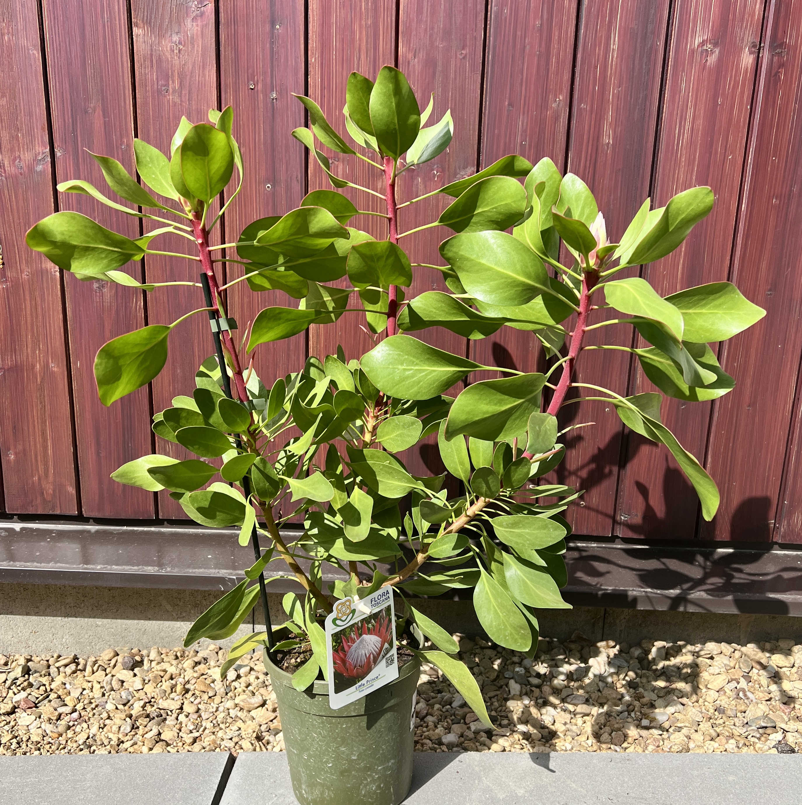Protea little Prince, cca 50 cm