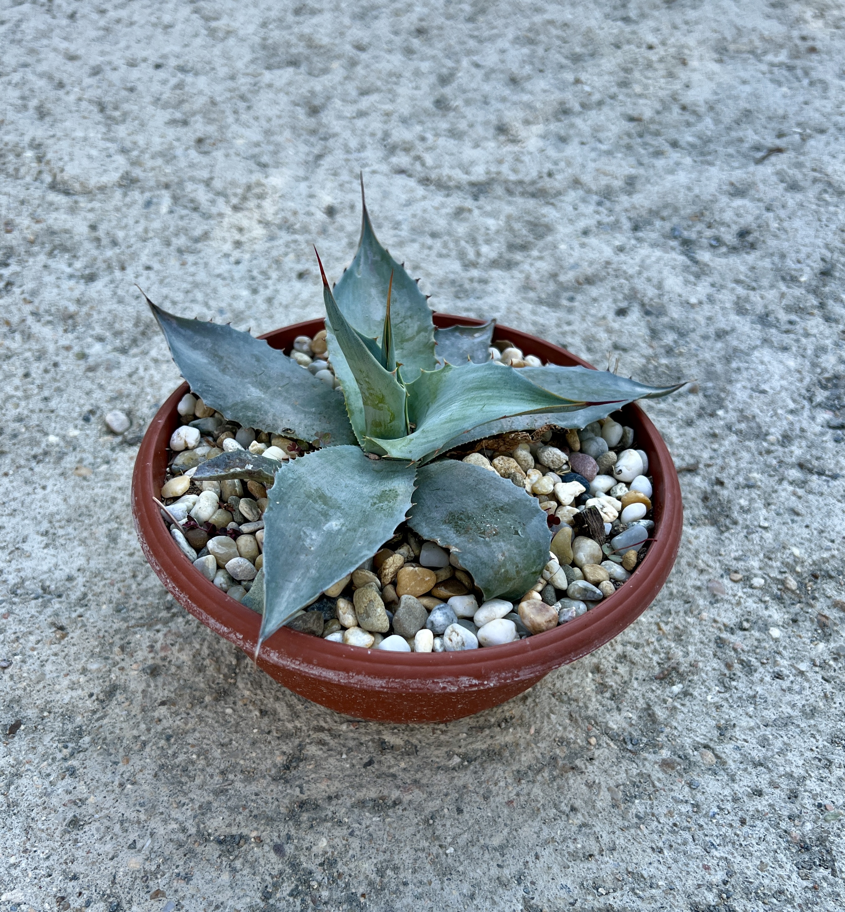 Agave ovatifolia, cca 5  cm