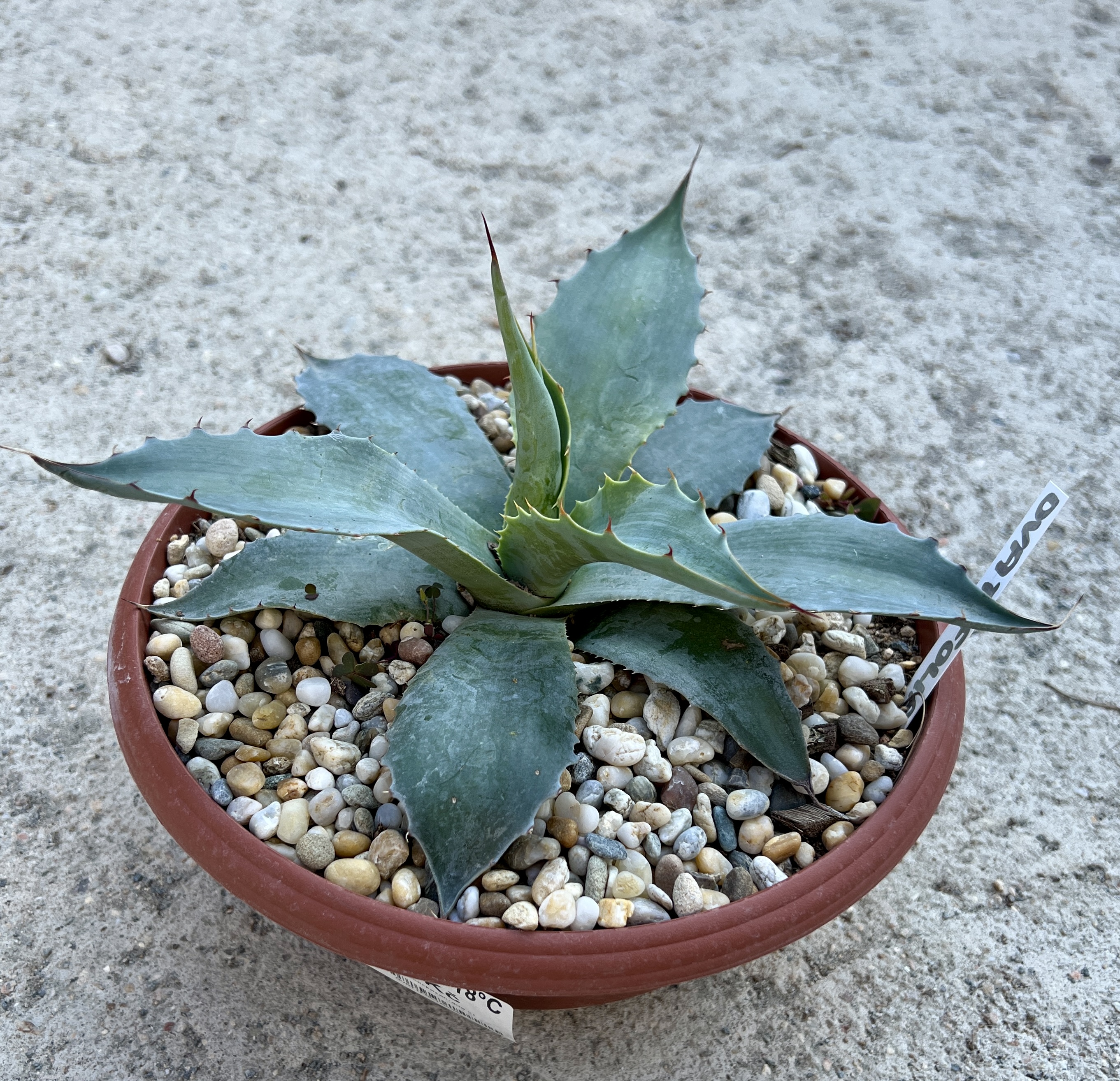 Agave ovatifolia, cca 10  cm