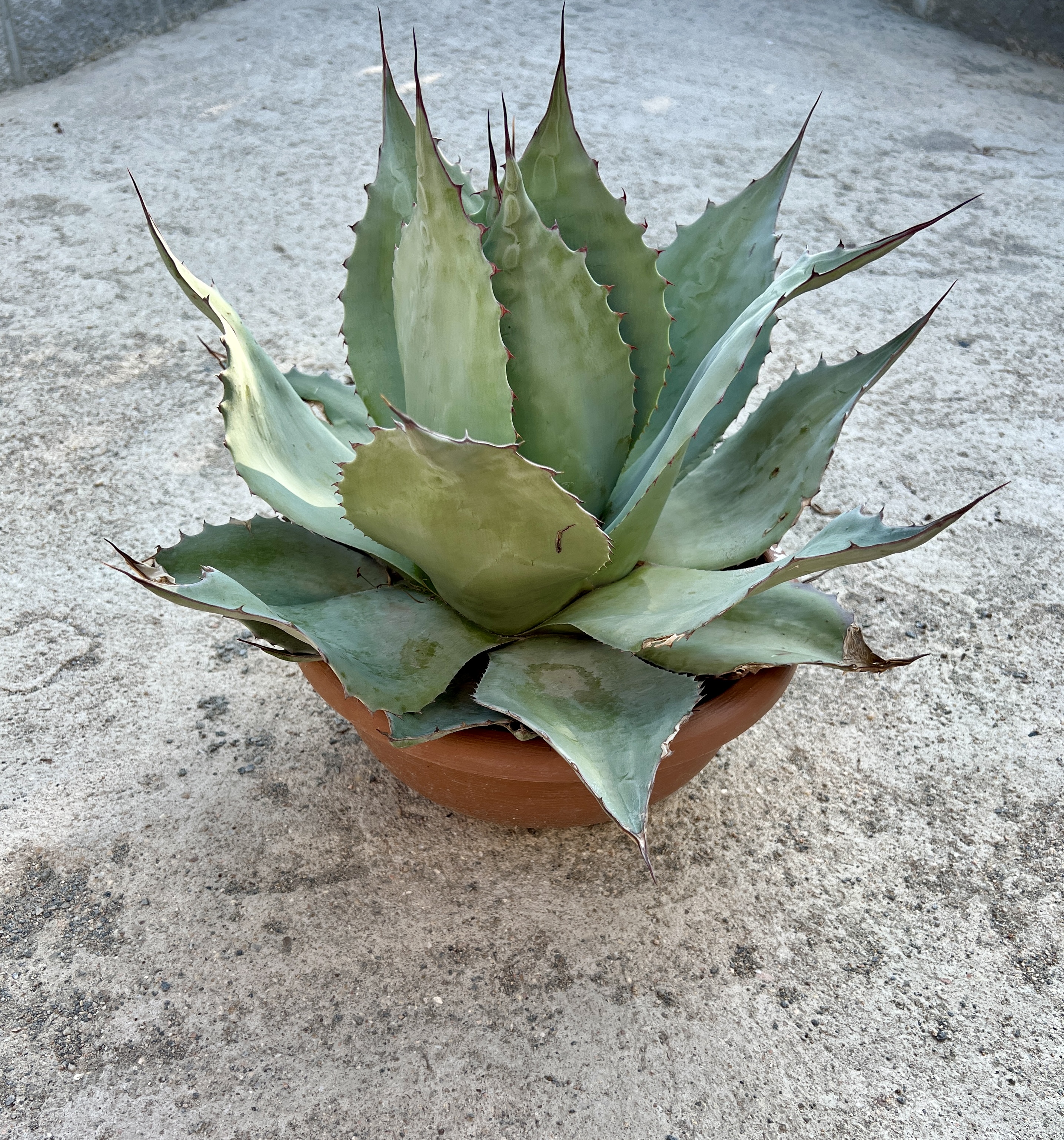 Agave ovatifolia, cca 20-25  cm
