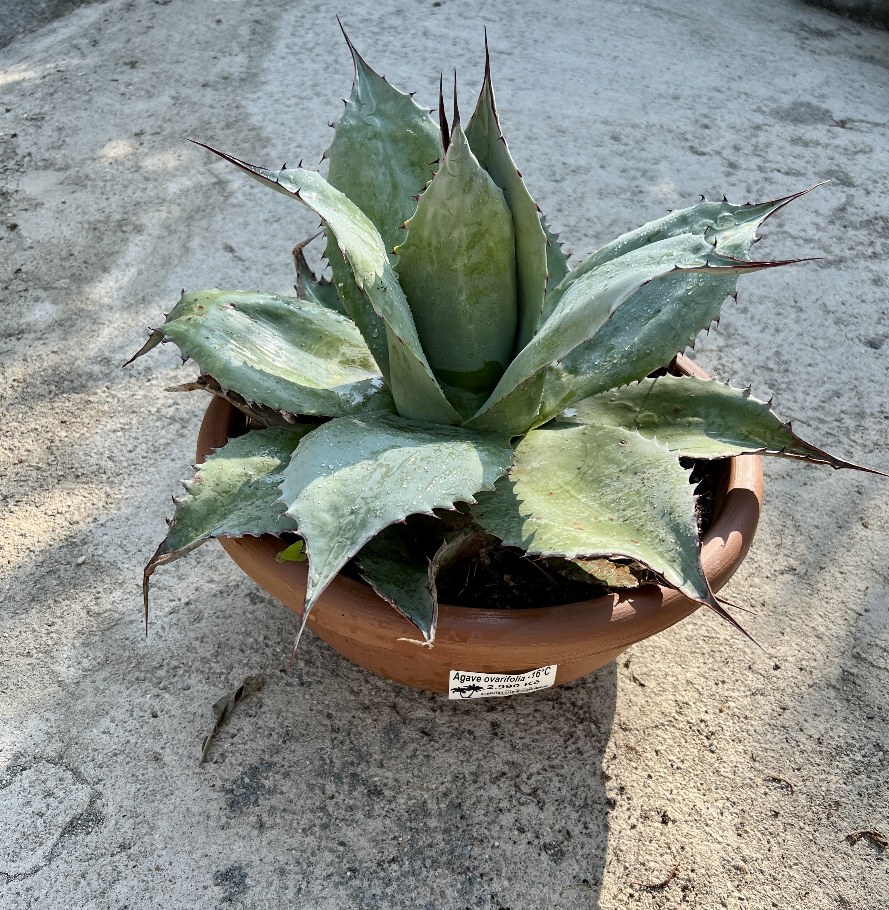 Agave ovatifolia, cca 30 cm